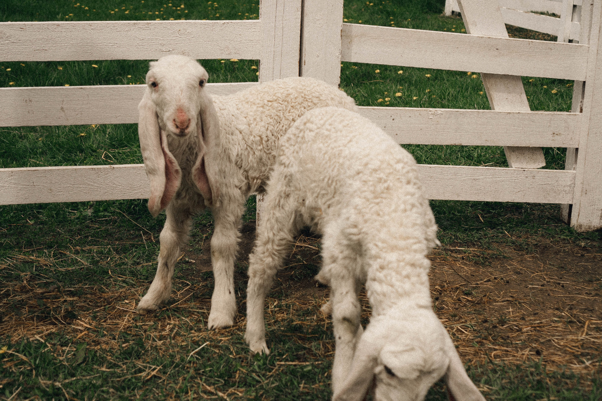 Ферма Альпак. Профессиональный фотограф, Санкт-Петербург — Виктория Богомолова