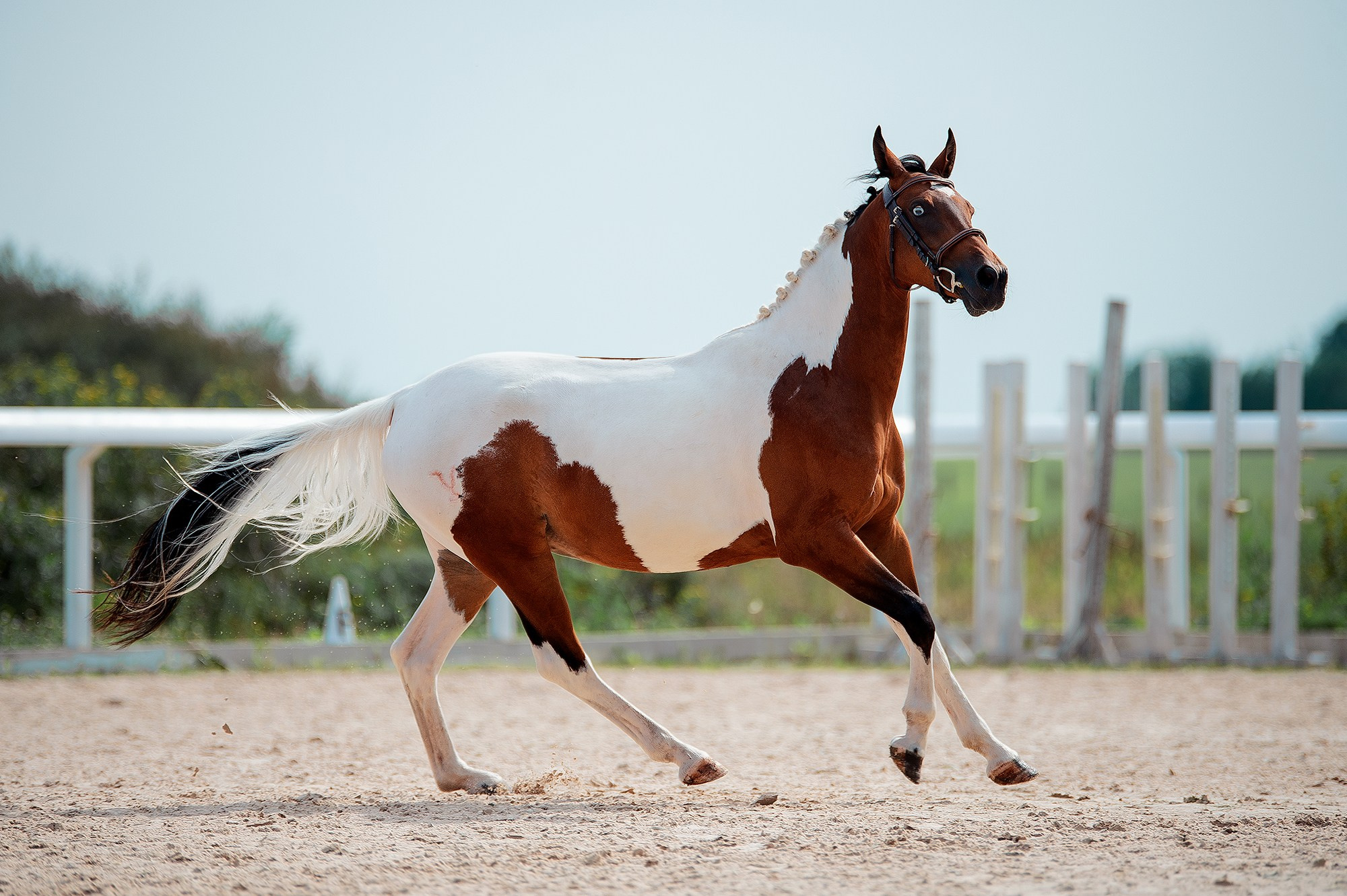На свободе. Конный фотограф Alesya Safe