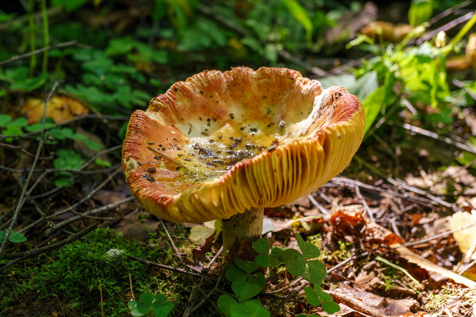 Макросъёмка. Ваш личный фотограф Марина Волкова