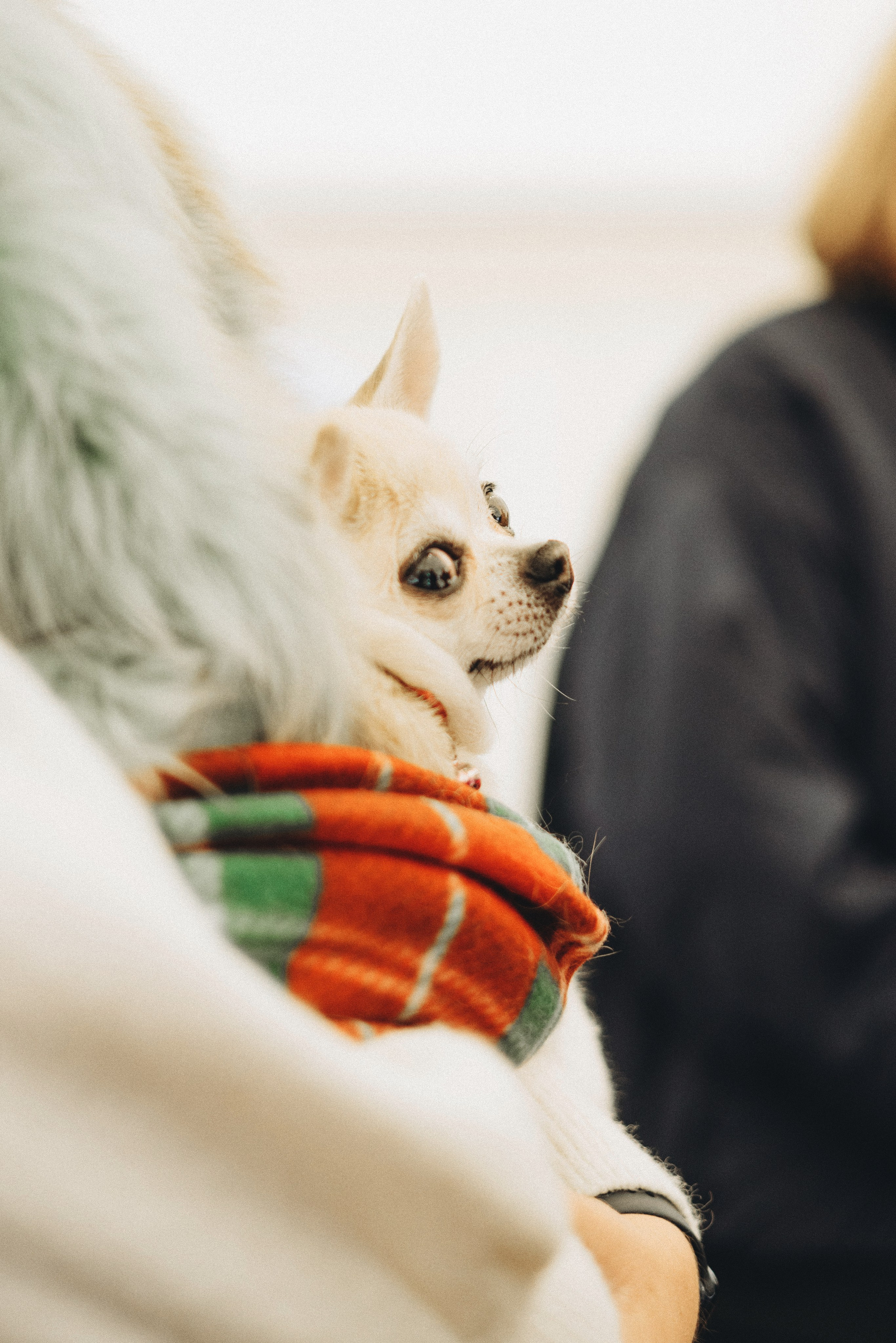 Встреча ККЧС. Фотограф анималист Осипчикова Мария