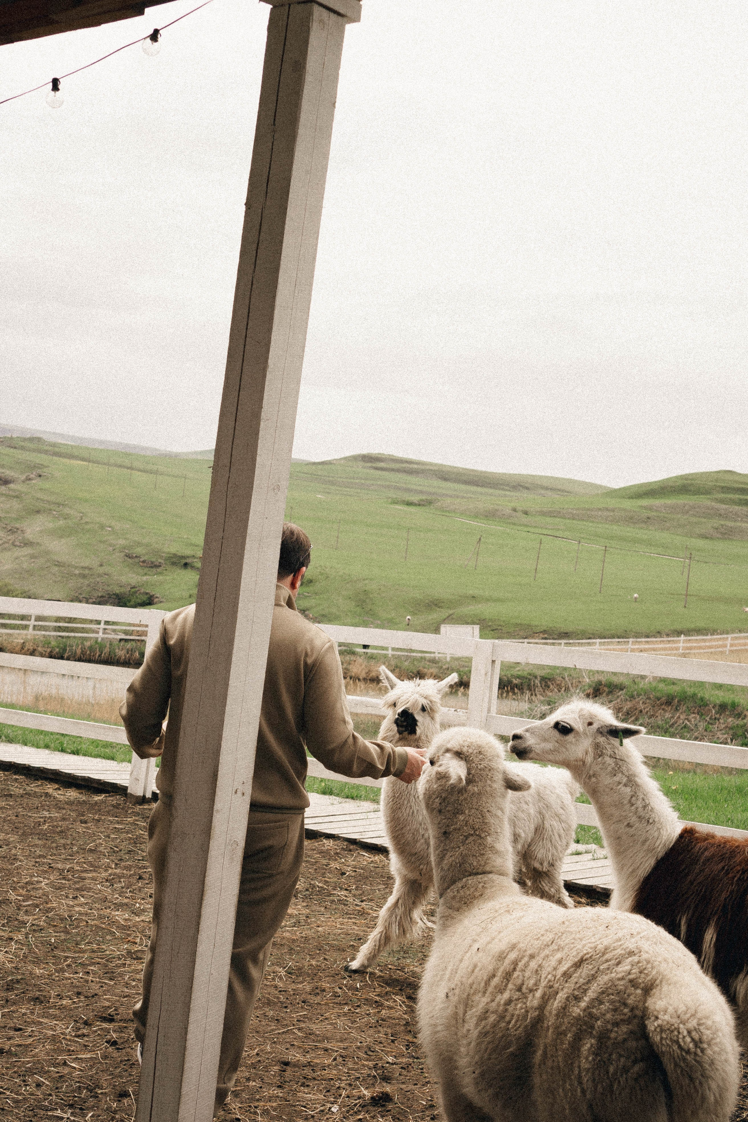 Ферма Альпак. Профессиональный фотограф, Санкт-Петербург — Виктория Богомолова
