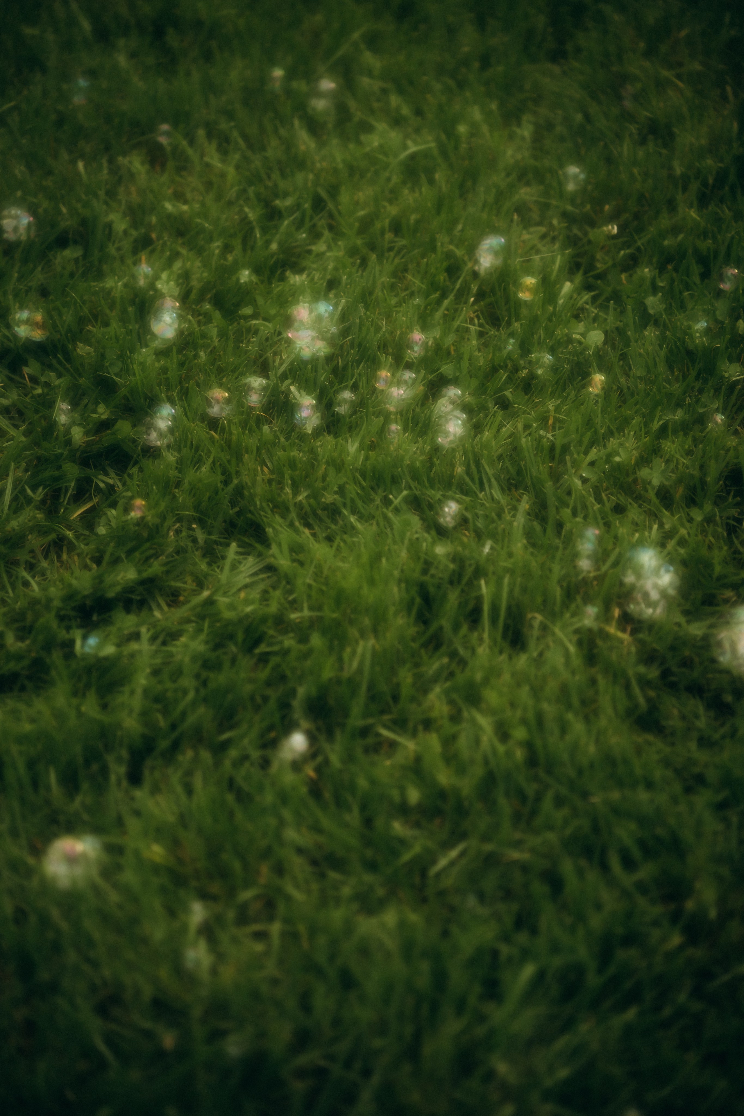 Виктория и Богдан. Ирина Гонтарева|Фотограф|Белгород