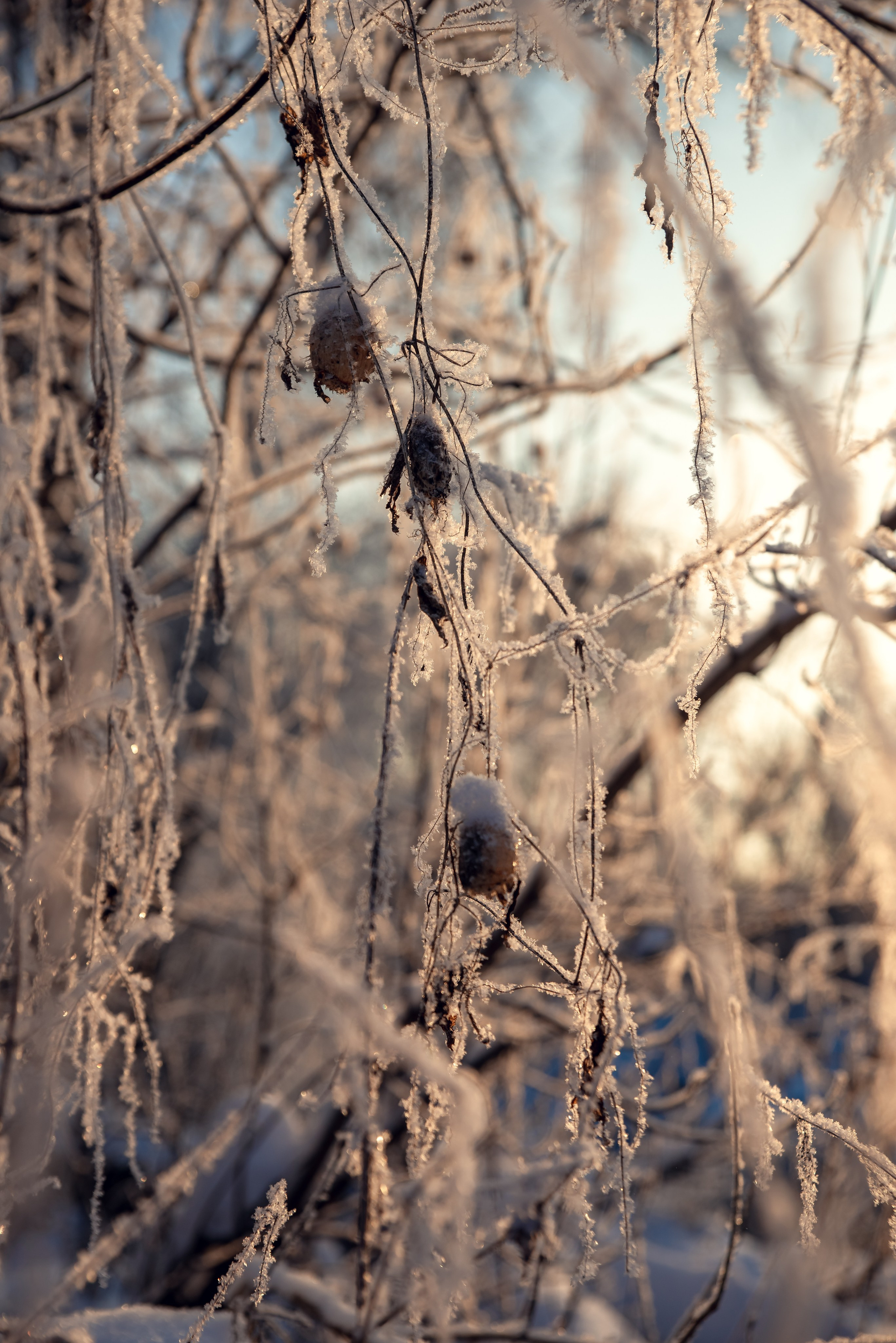 Зимушка зима. Фотограф Крещение Венчание Москва