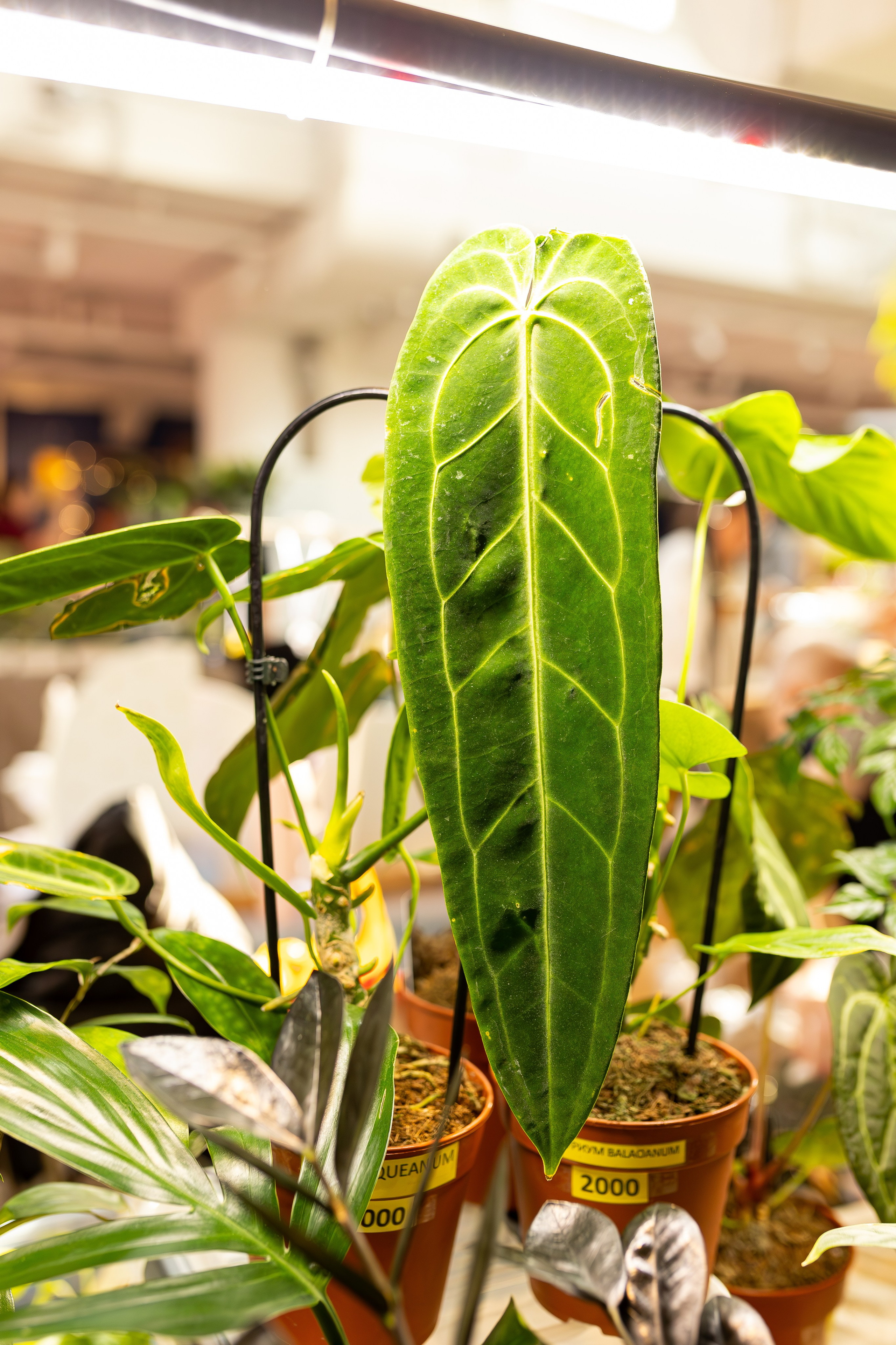 Growbox 1–2 марта. Александра Куликова фотограф, Москва