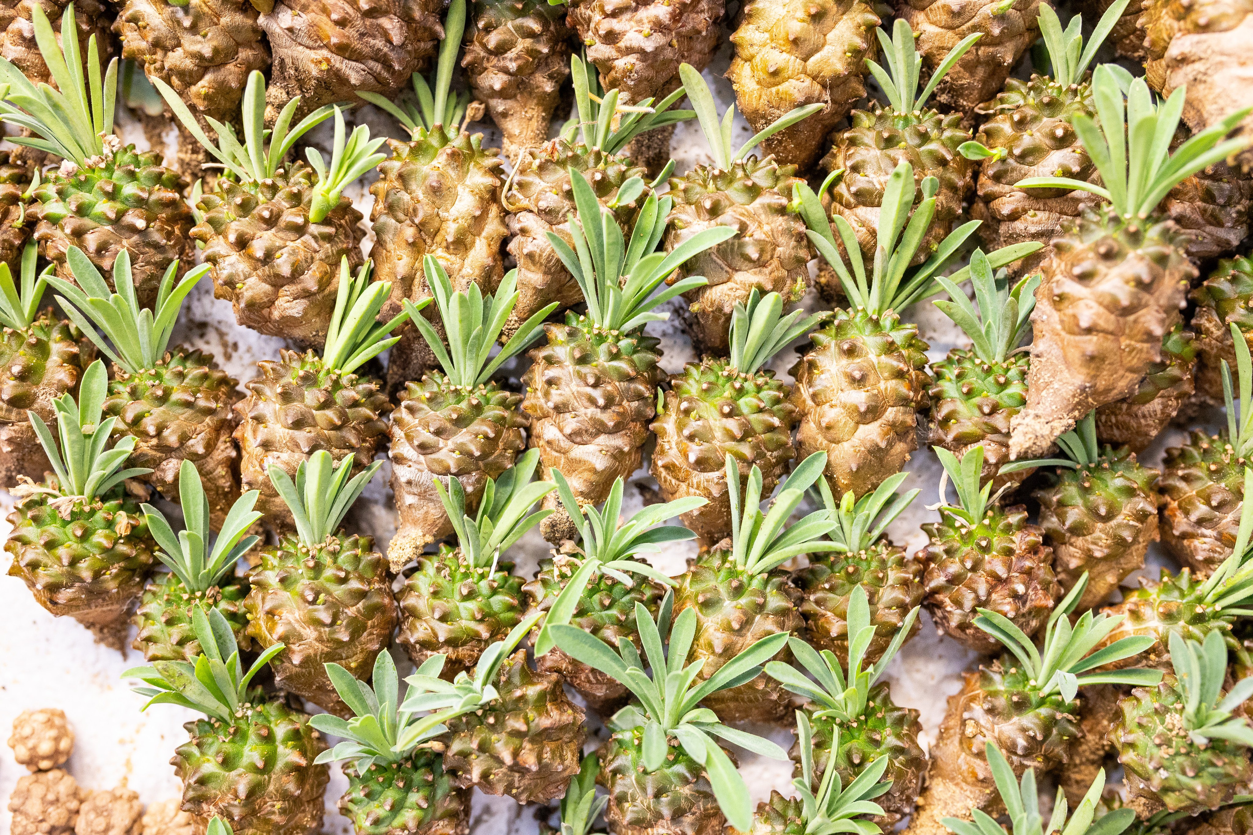 Орхидиум май 2025. Александра Куликова фотограф, Москва