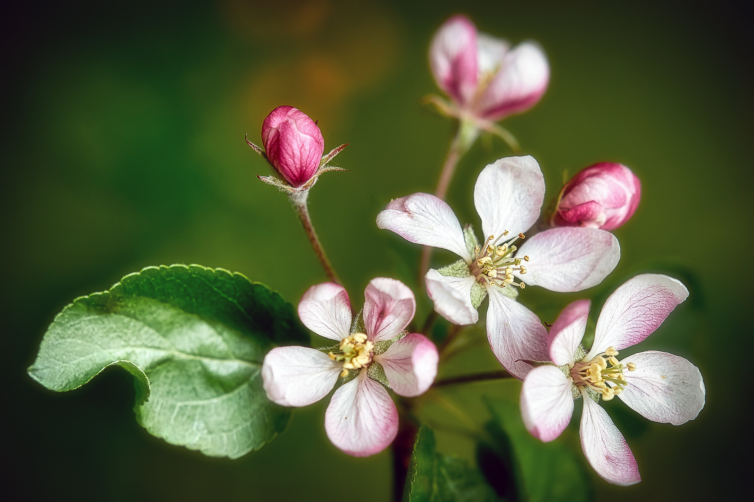 Наша мать — природа. Фотограф Владимир Артамонов