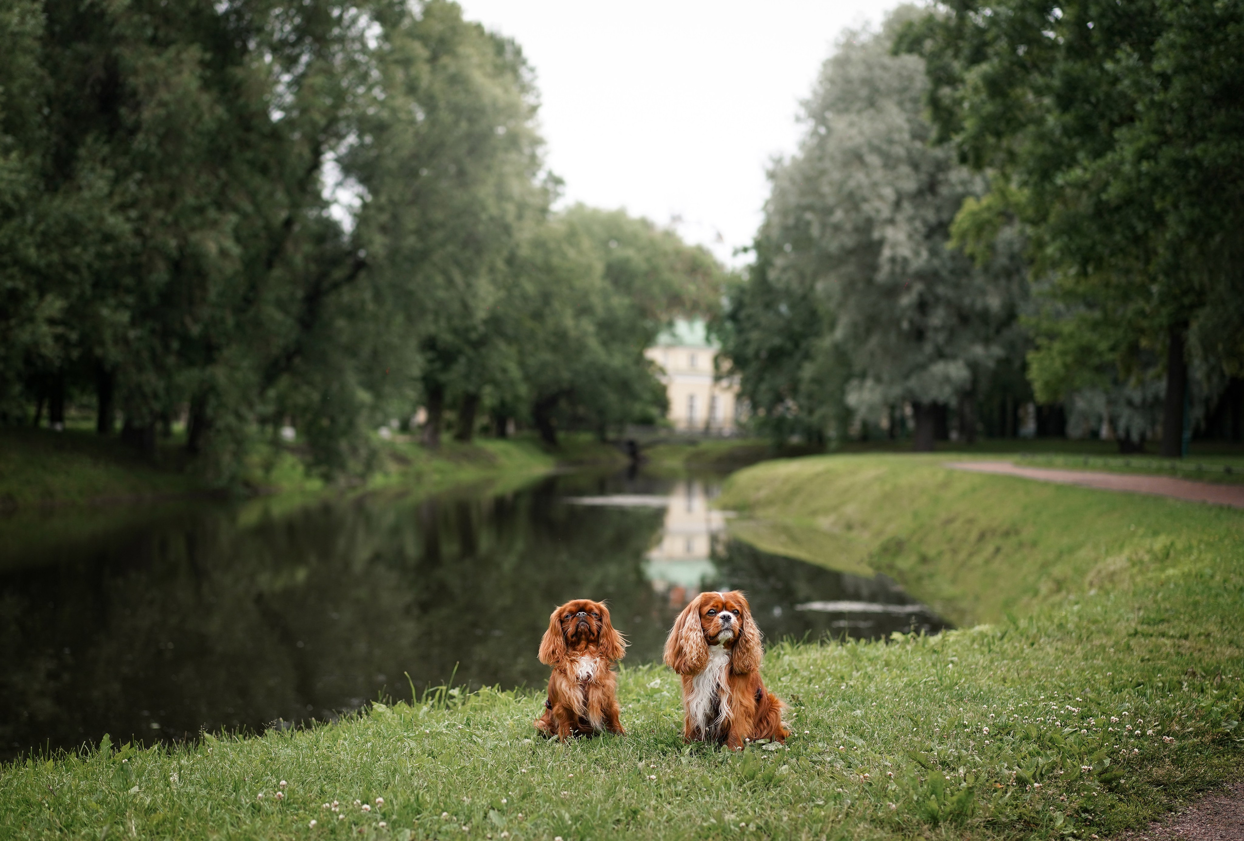 Юля Володя Гарри и Верон. Фотограф-анималист в Санкт-Петербурге Яна Мартынова
