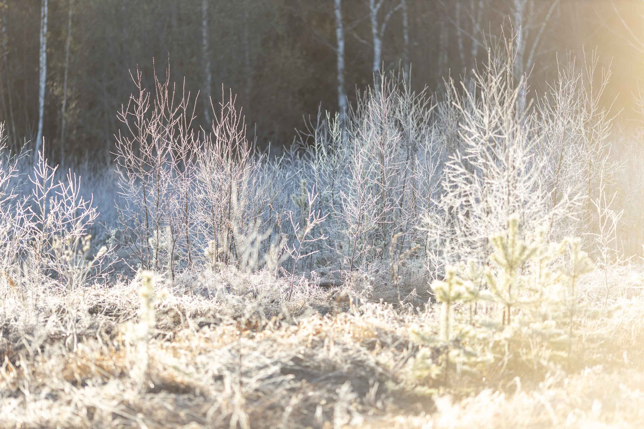 Природные пейзажи. Наталия Клевинскас портретный фотограф в Костроме