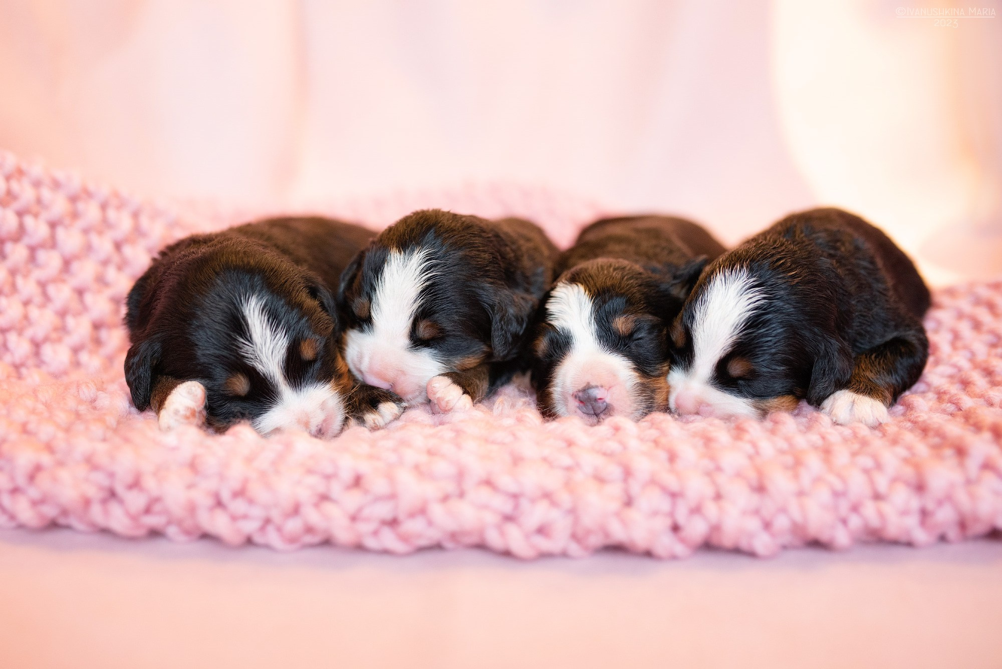 Ньюборн фотосессия щенков. Фотограф собак в Москве и Московской области Иванушкина Мария