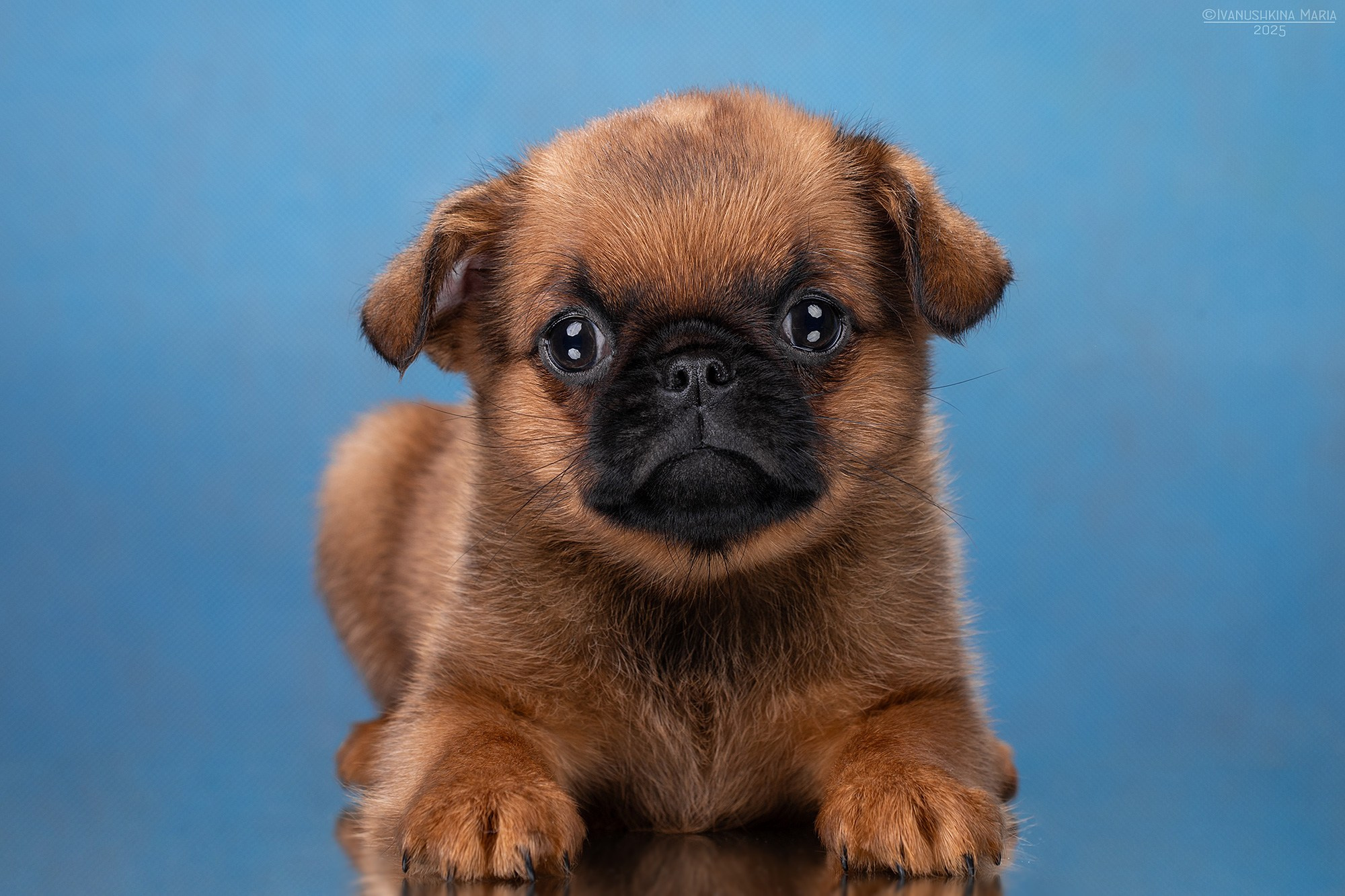 Фотосессия щенков на фонах. Фотограф собак в Москве и Московской области Иванушкина Мария