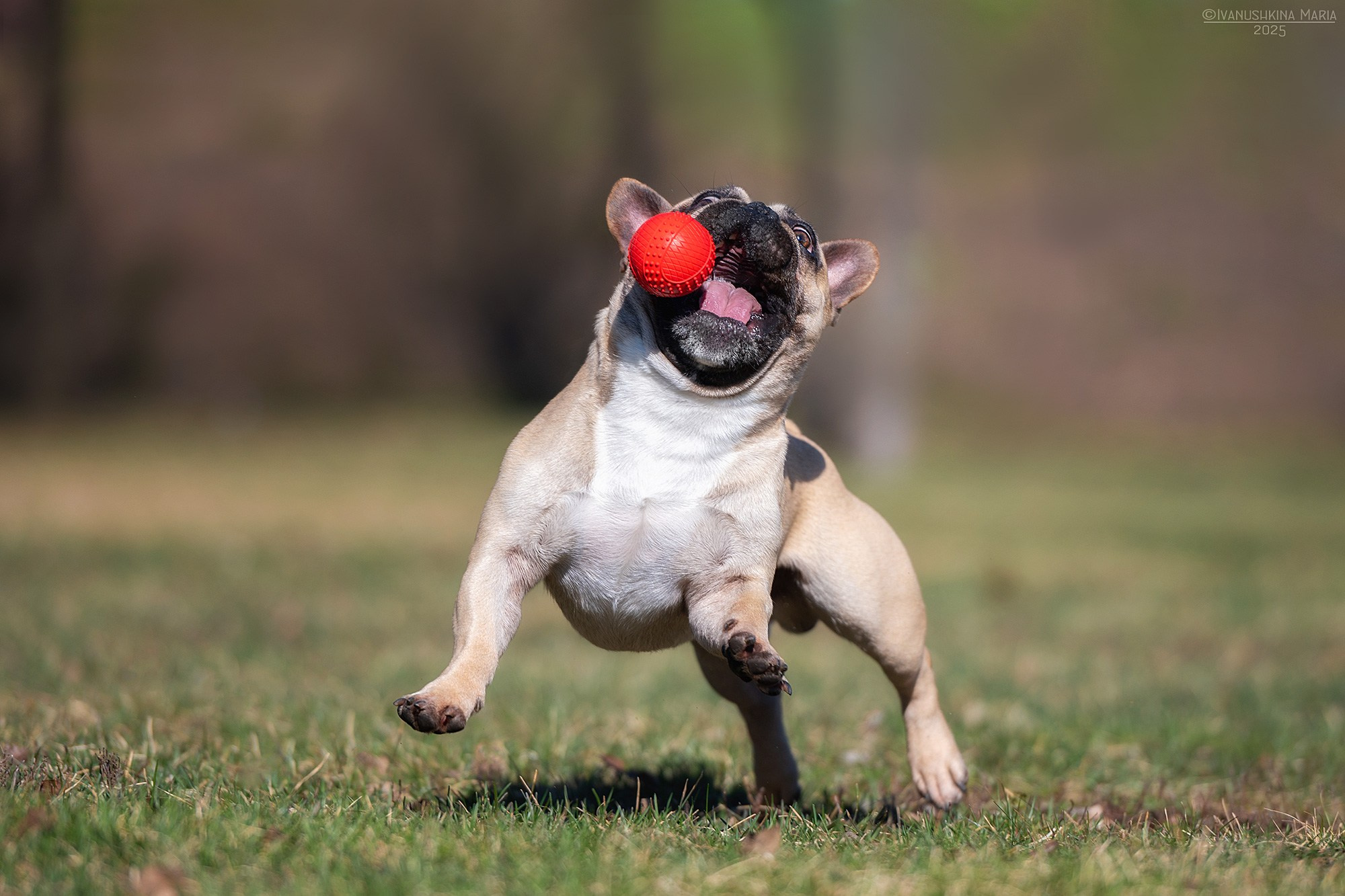 французский бульдог ловит мяч