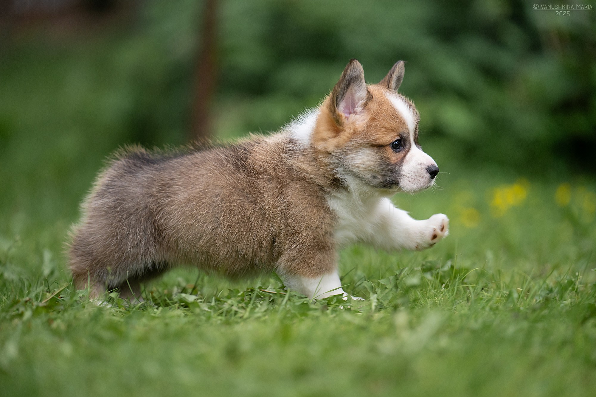 Фотосессия щенков на продажу. Фотограф собак в Москве и Московской области Иванушкина Мария