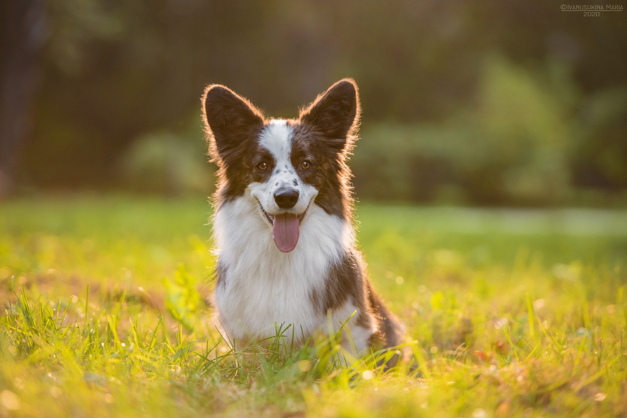 Фотограф-анималист. Фотограф собак в Москве и Московской области Иванушкина Мария