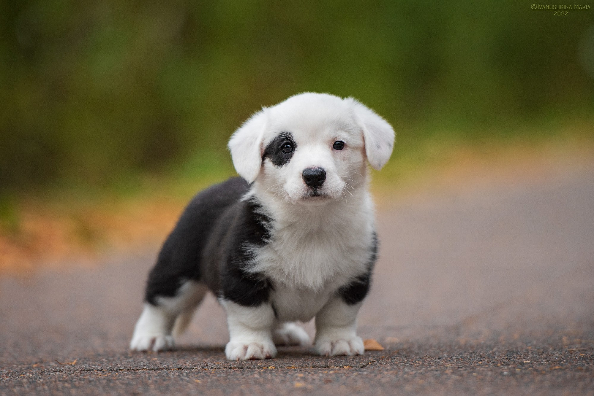 Фотосессия щенков на продажу. Фотограф собак в Москве и Московской области Иванушкина Мария