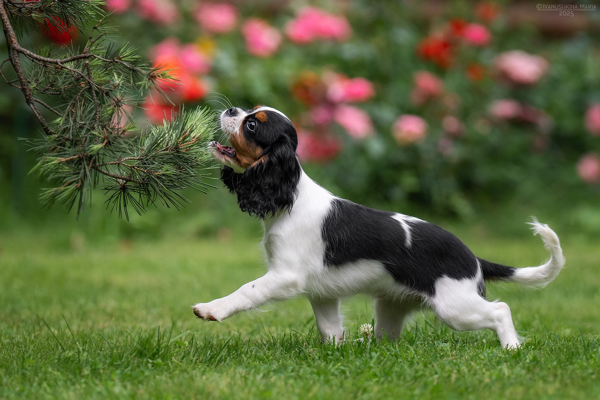 Фотосессия щенков на продажу. Фотограф собак в Москве и Московской области Иванушкина Мария