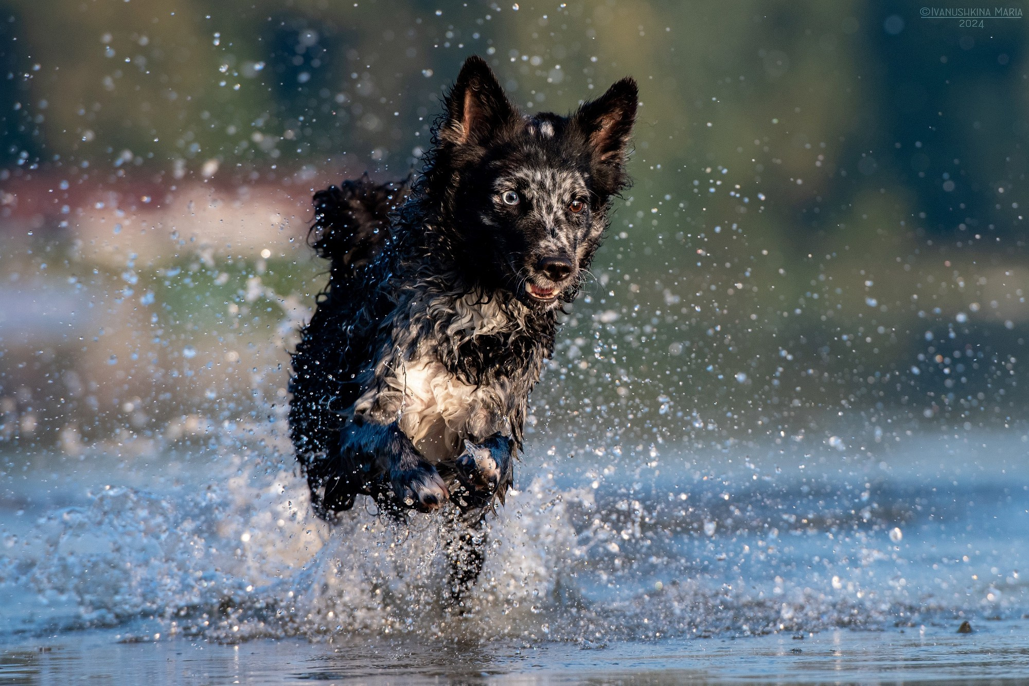 Фотограф-анималист. Фотограф собак в Москве и Московской области Иванушкина Мария