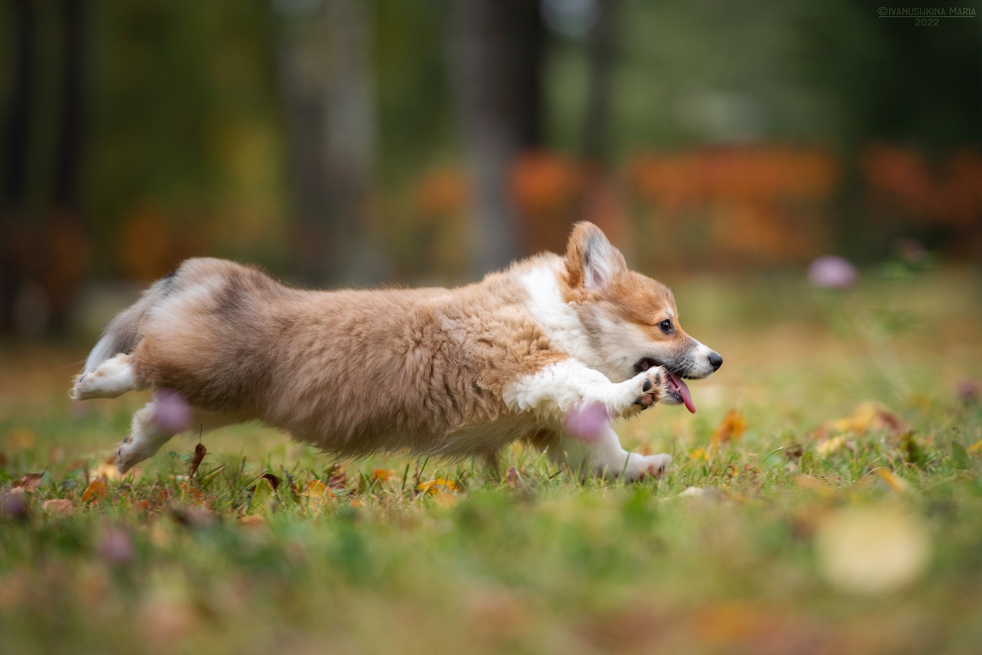 Фотосессия щенков на продажу. Фотограф собак в Москве и Московской области Иванушкина Мария