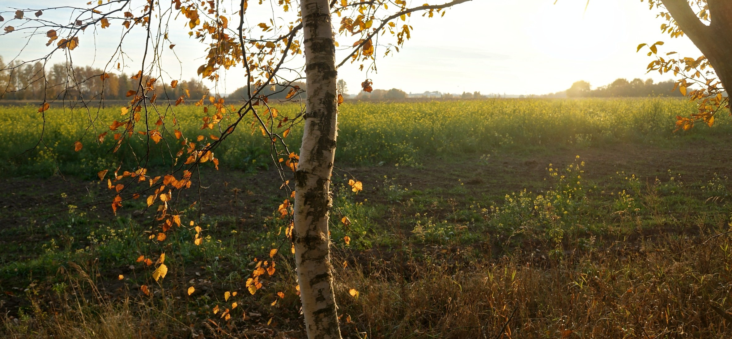 Ветра и дожди. Artkapella|Олег Кузнецов