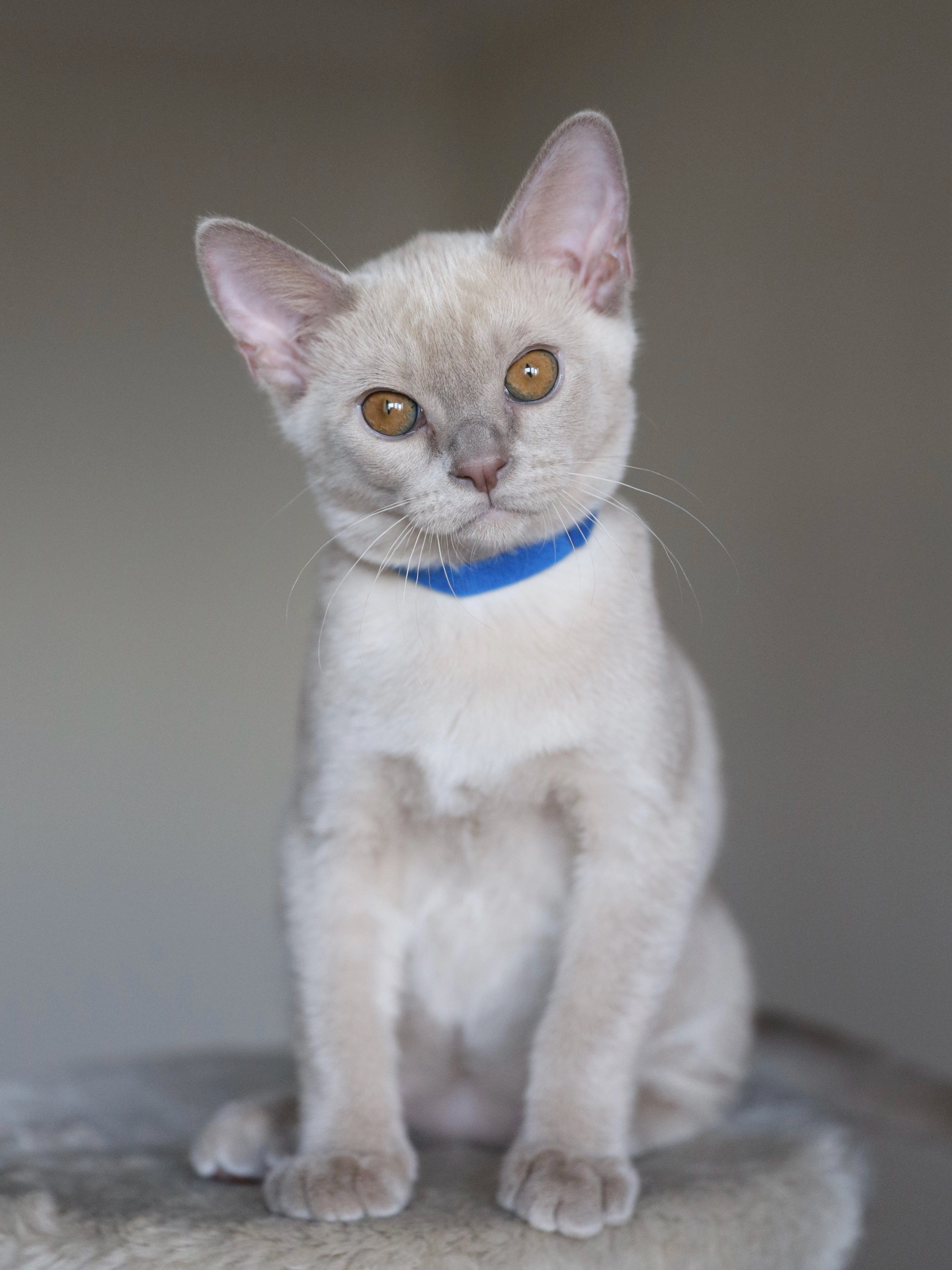 Christopher. Cattery “Bouncy Life”