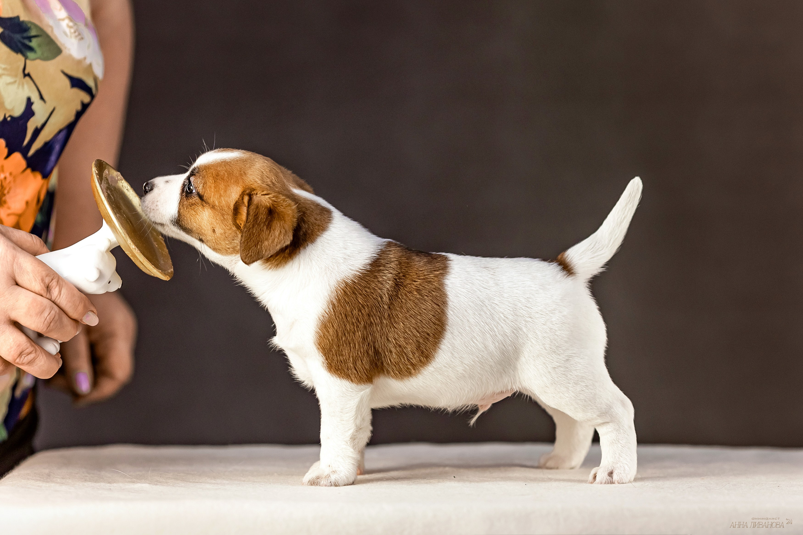 Джек расселы. Фотограф анималист Аня Ливанова | Рыбинск
