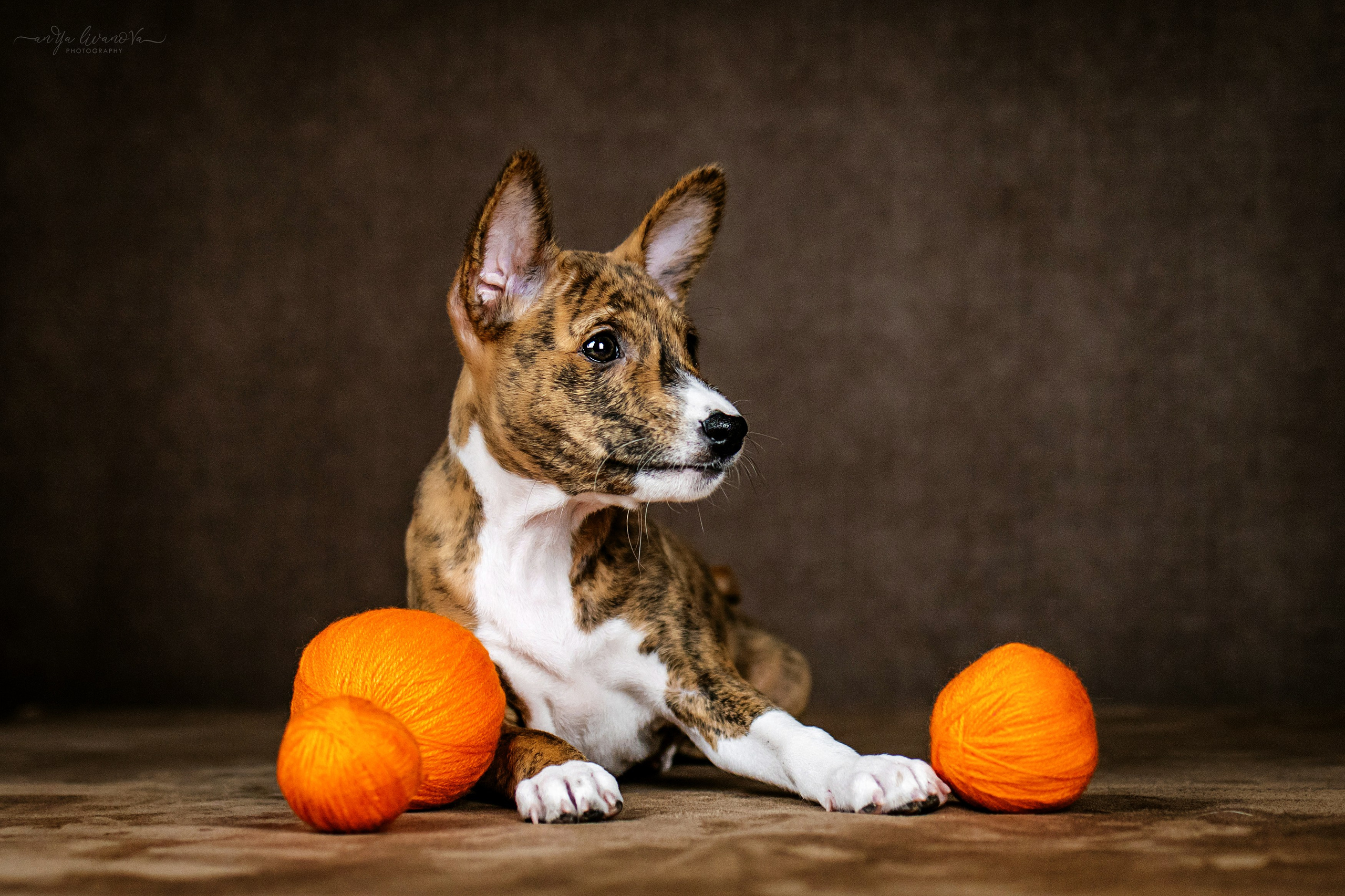 Басенджи. Фотограф анималист Аня Ливанова | Рыбинск