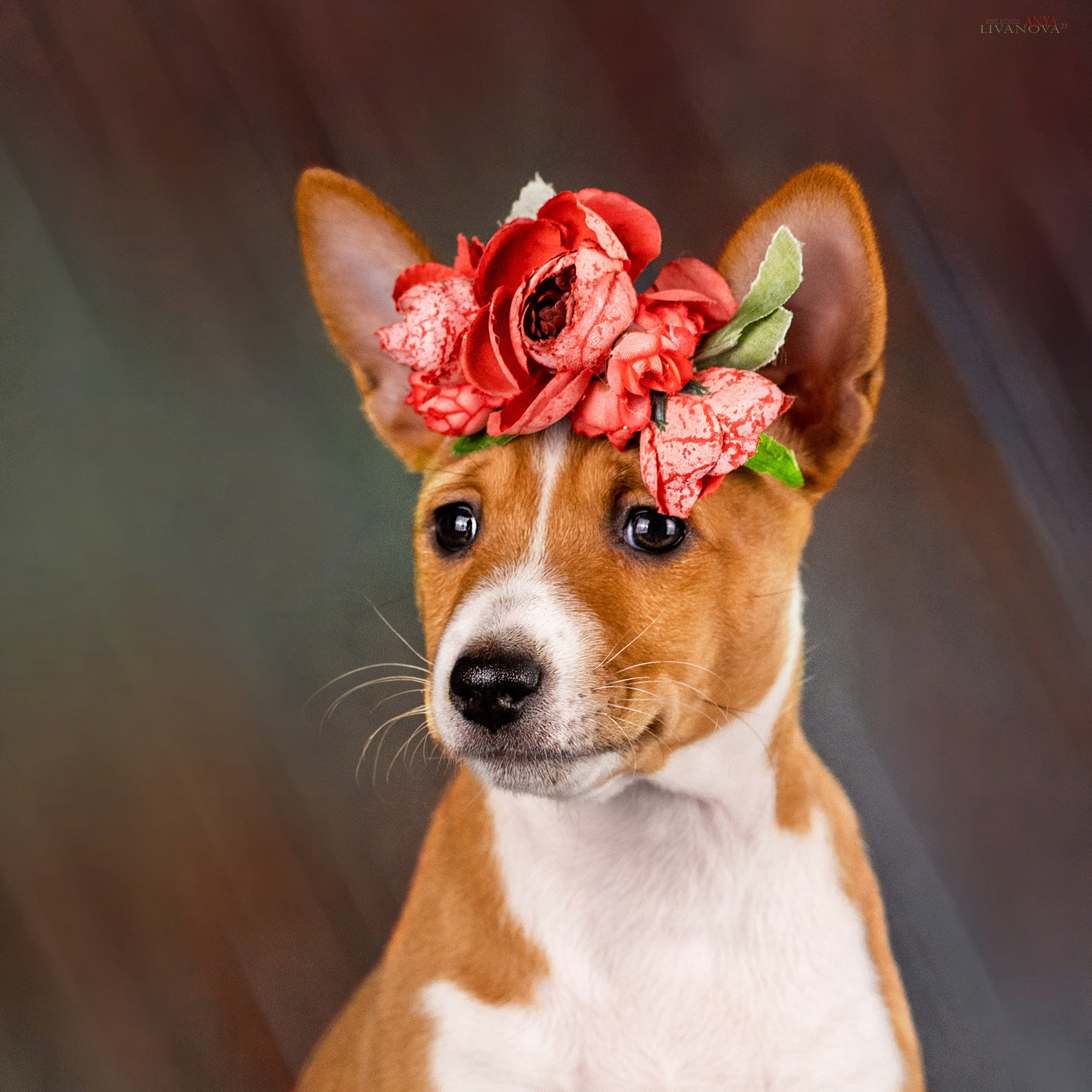 Басенджи. Фотограф анималист Аня Ливанова | Рыбинск