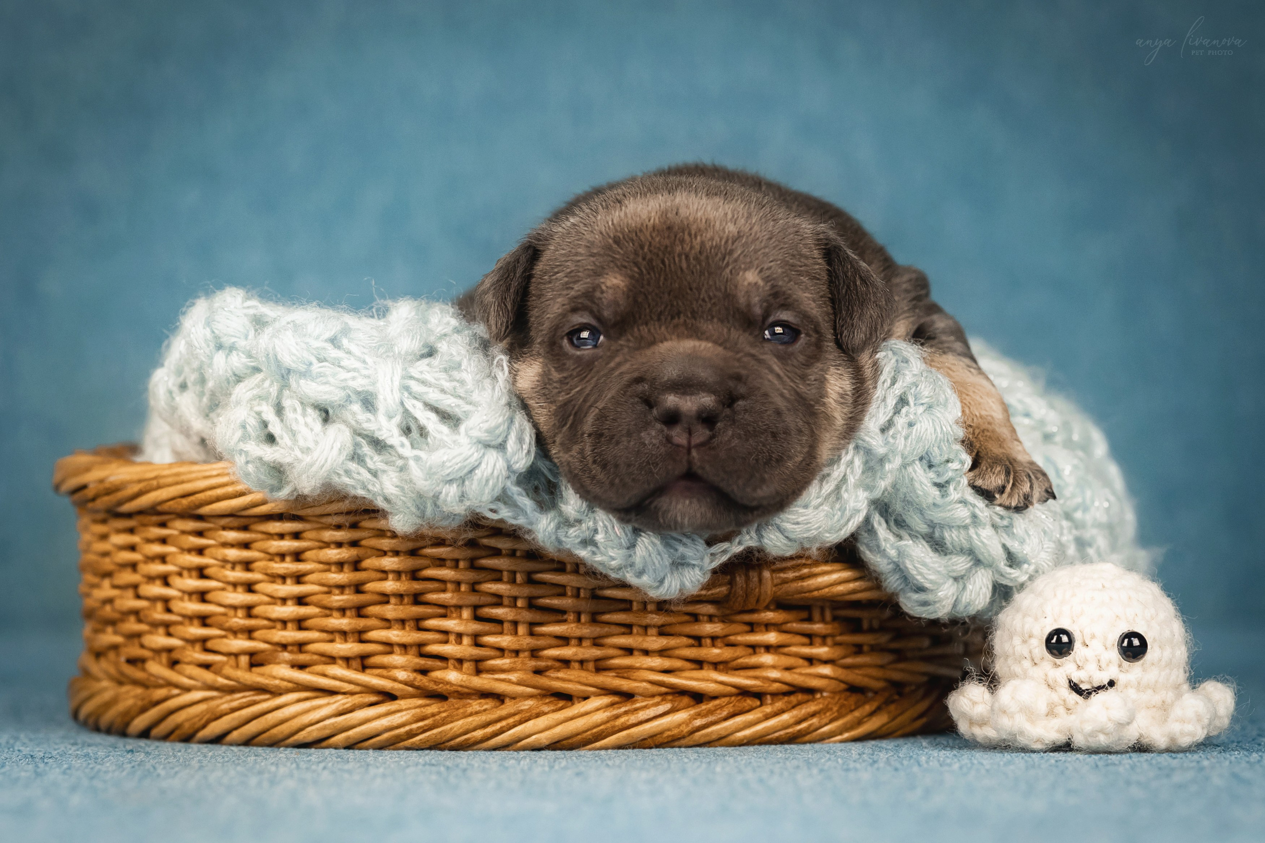 Амбулли. Фотограф анималист Аня Ливанова | Рыбинск