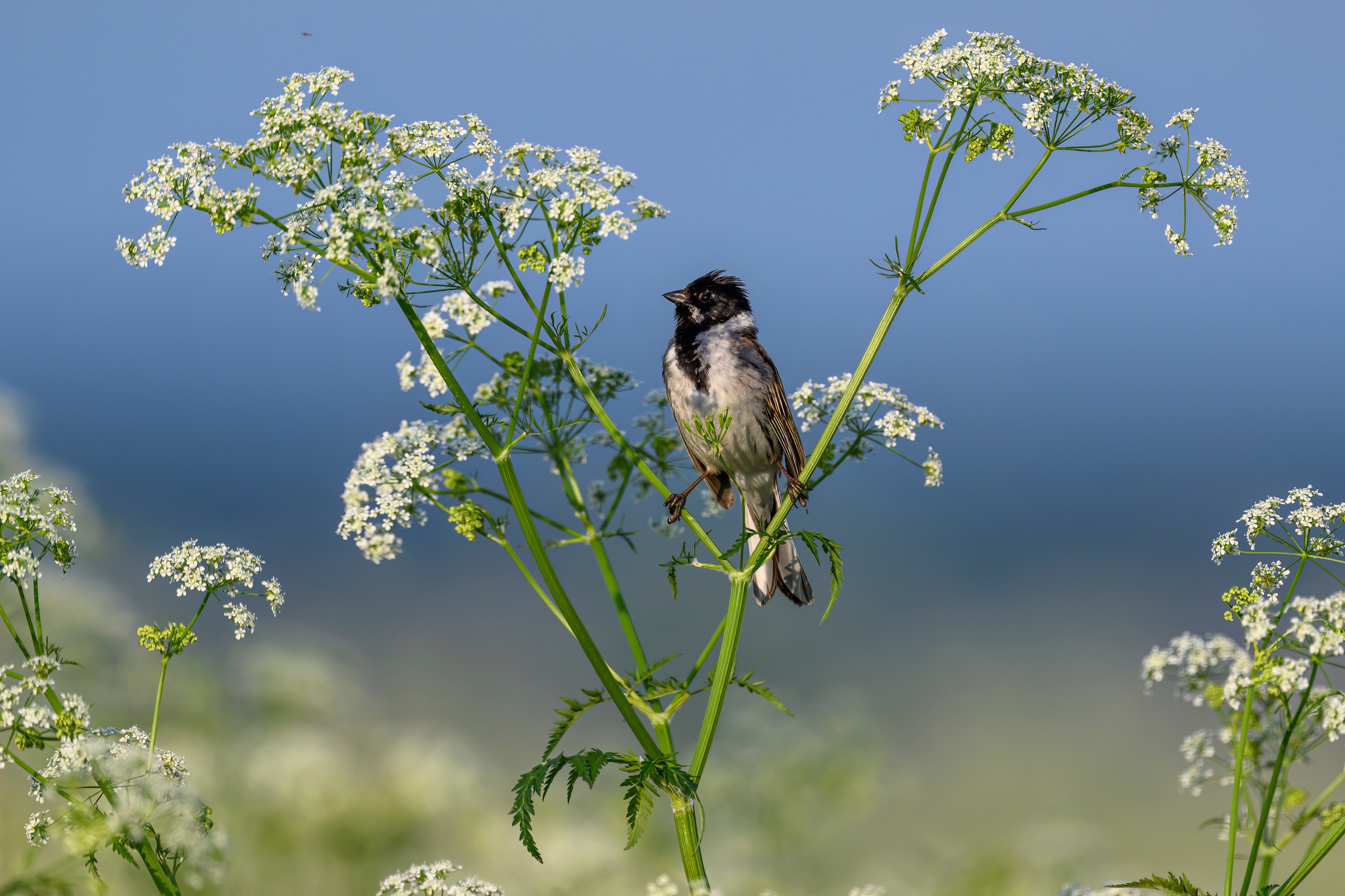 Охота совы. Фотограф Сергей Пупонин