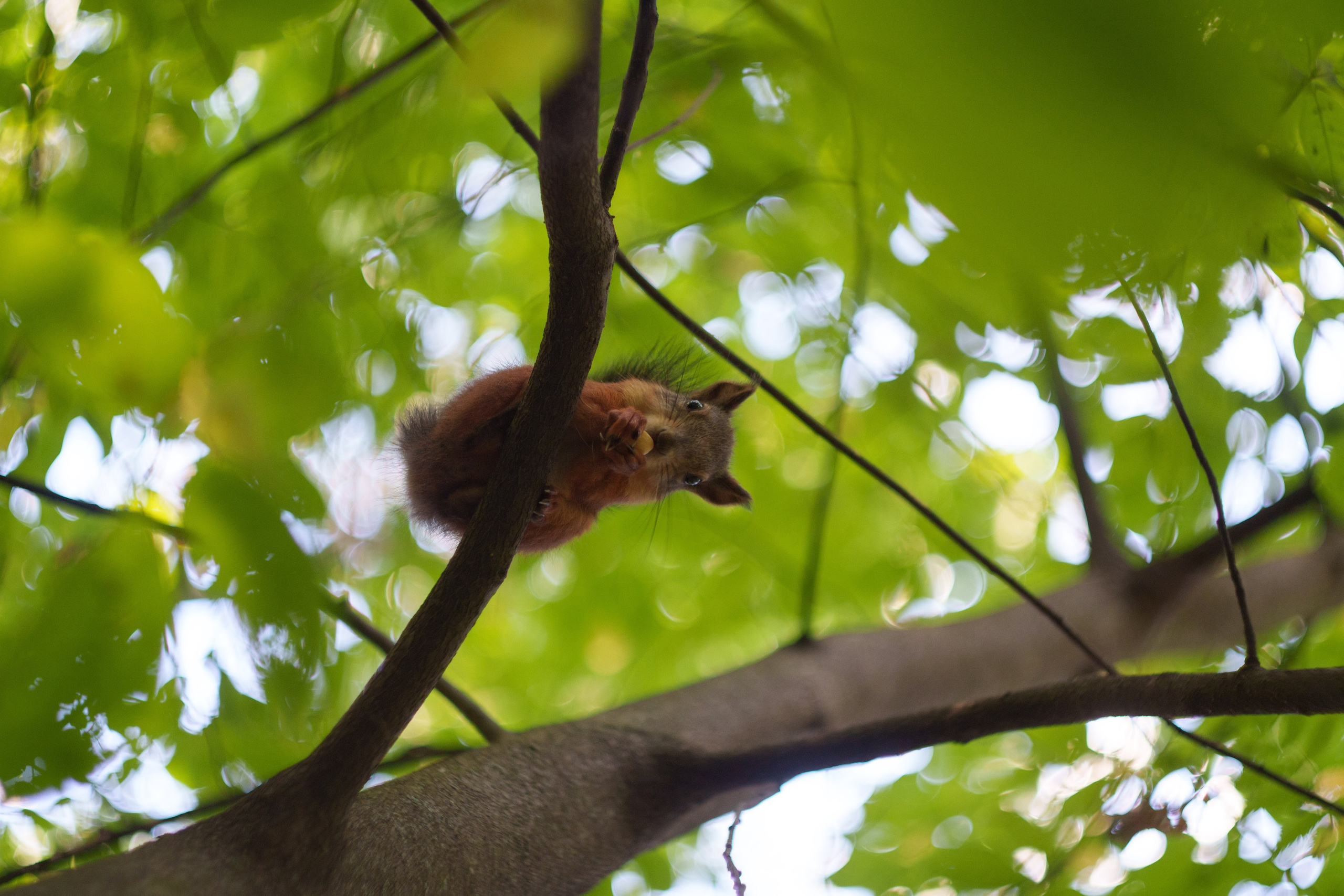 Животные. Фотограф в Санкт-Петербурге Ибрагимова Алина