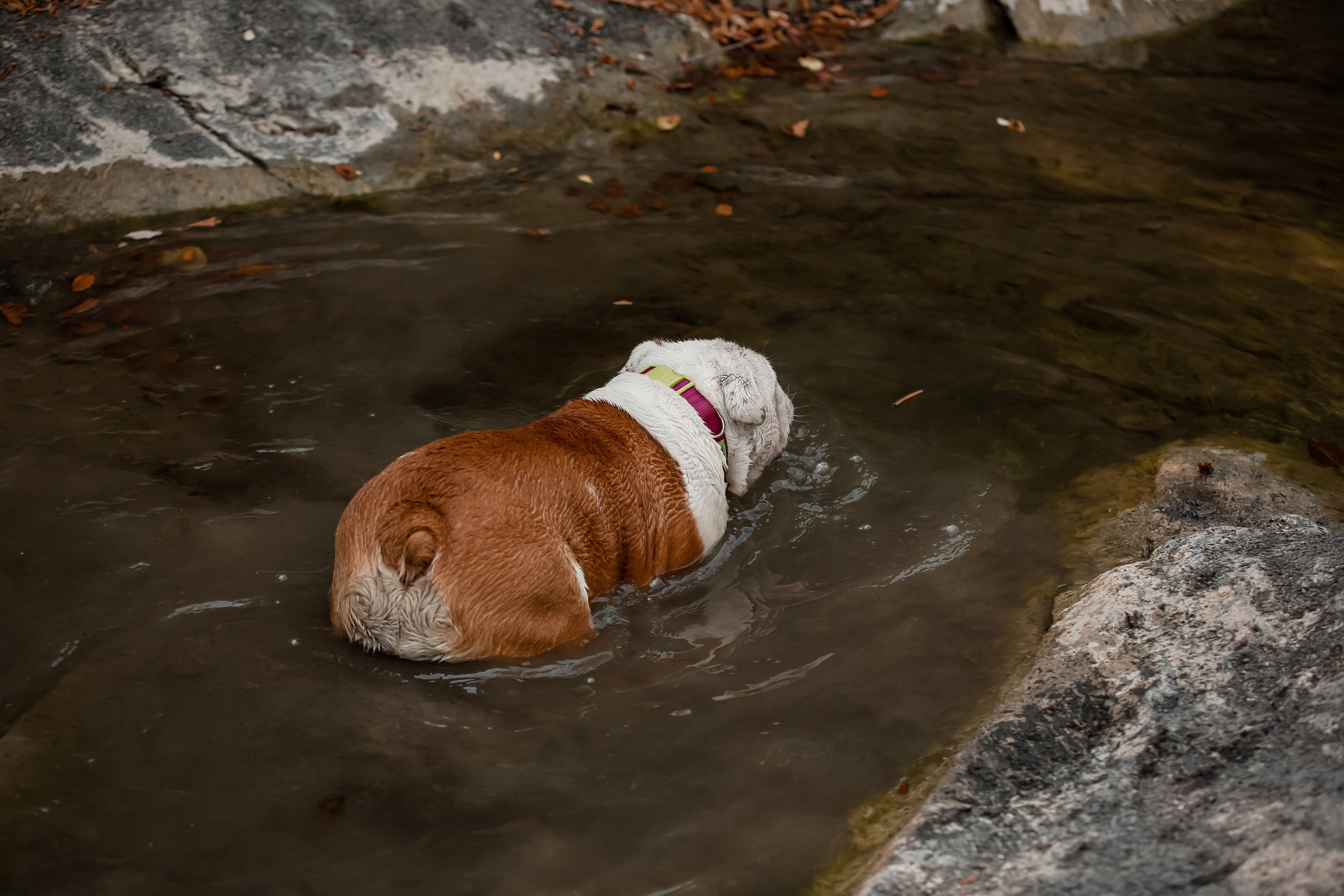 Фотосессия английского бульдога на речке. Фотограф-анималист в Краснодаре Маша Мельникова