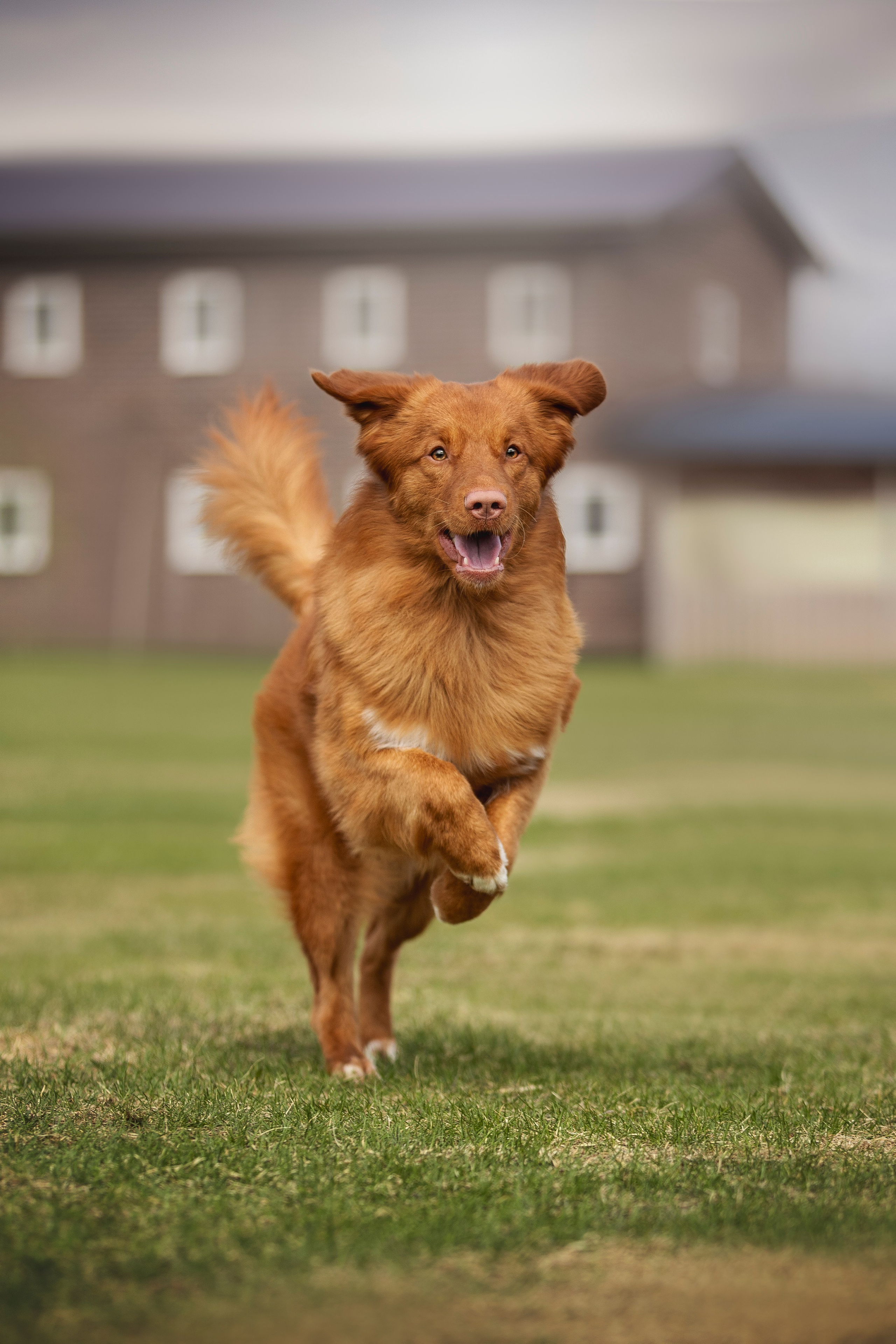 Толлер Орландо (Выставка). Фотограф анималист в Москве Майорова Евгения