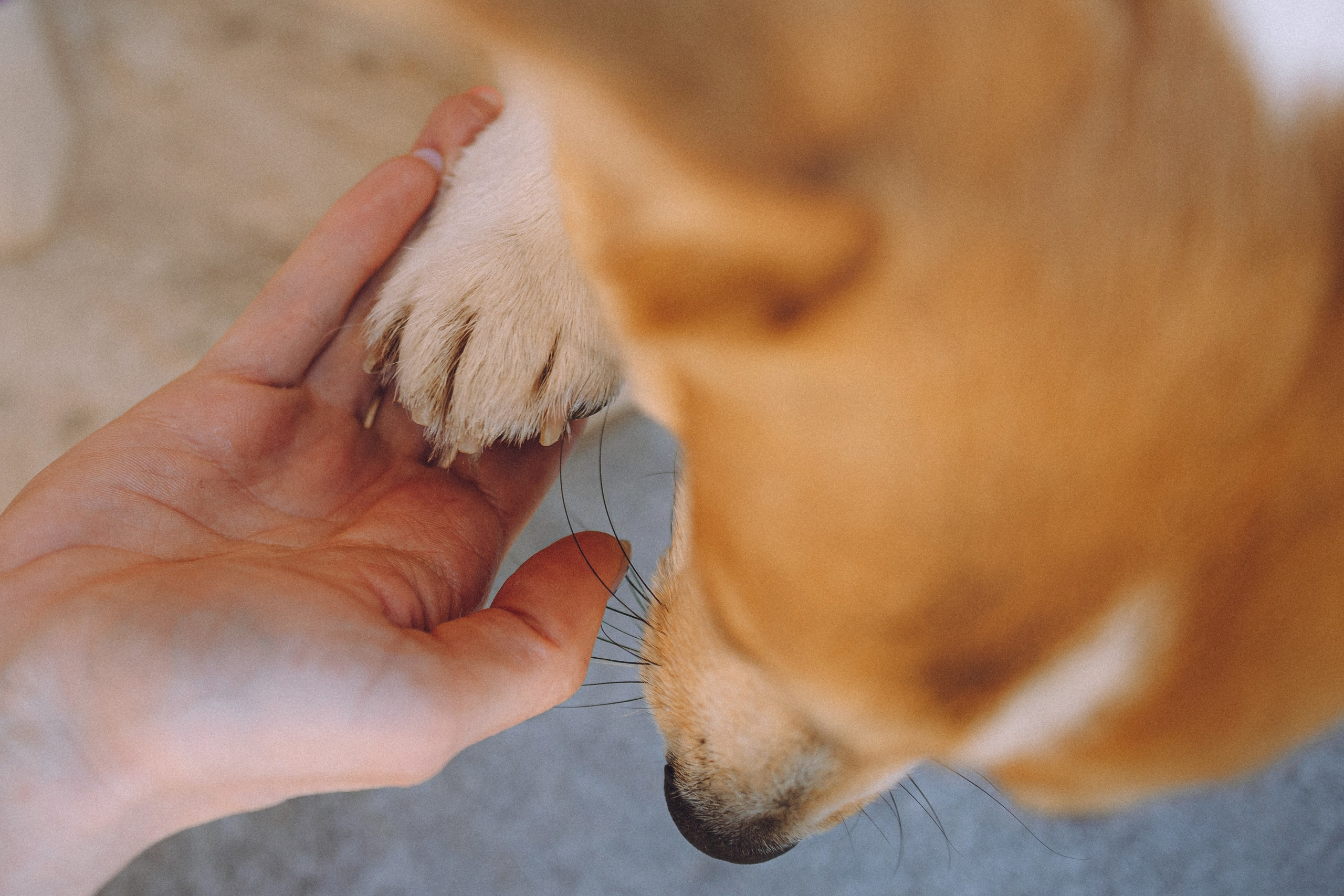 Вика и Мейзи