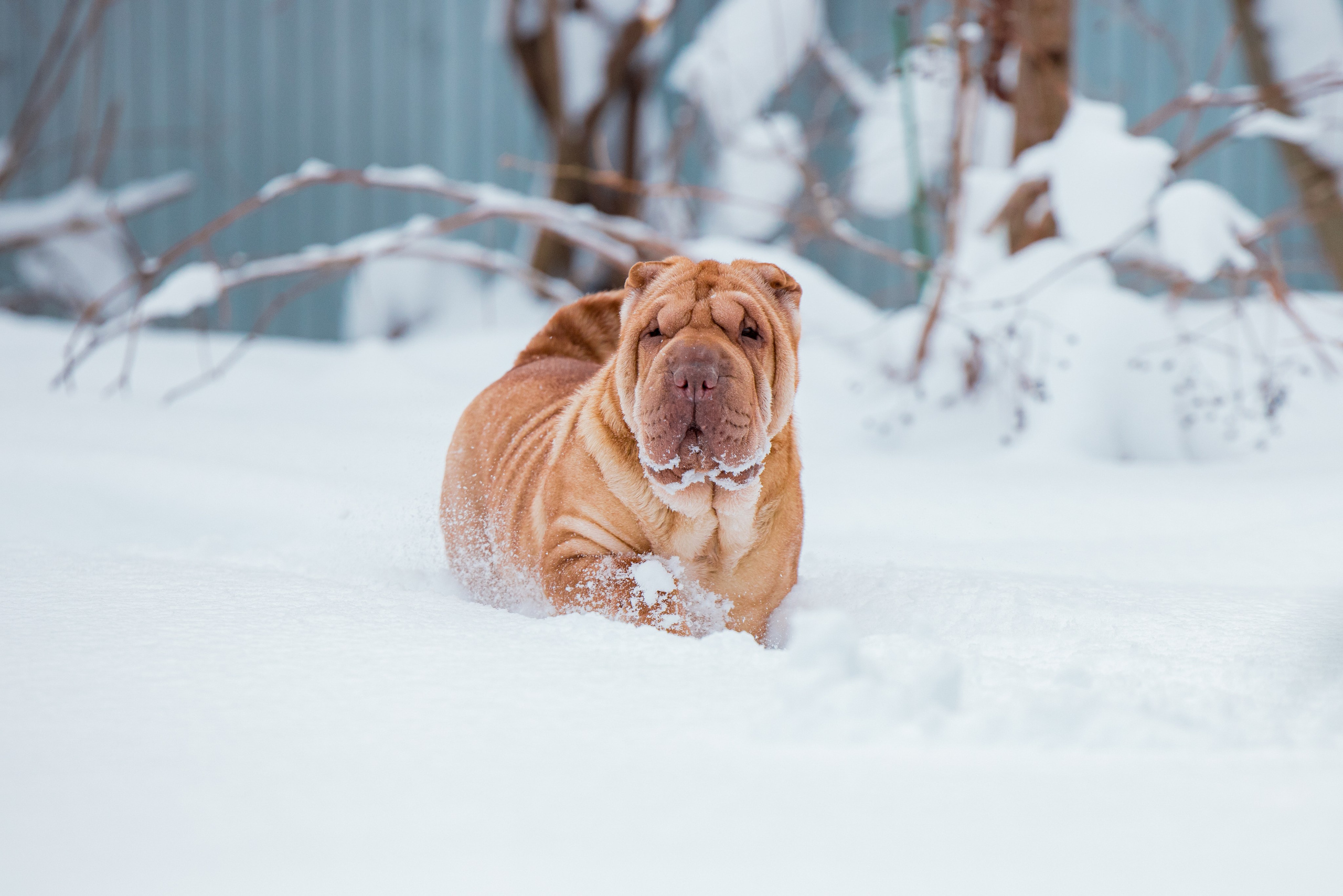 В гостях у шарпеев 16.01.2024. Фотограф-анималист Юлия Германика