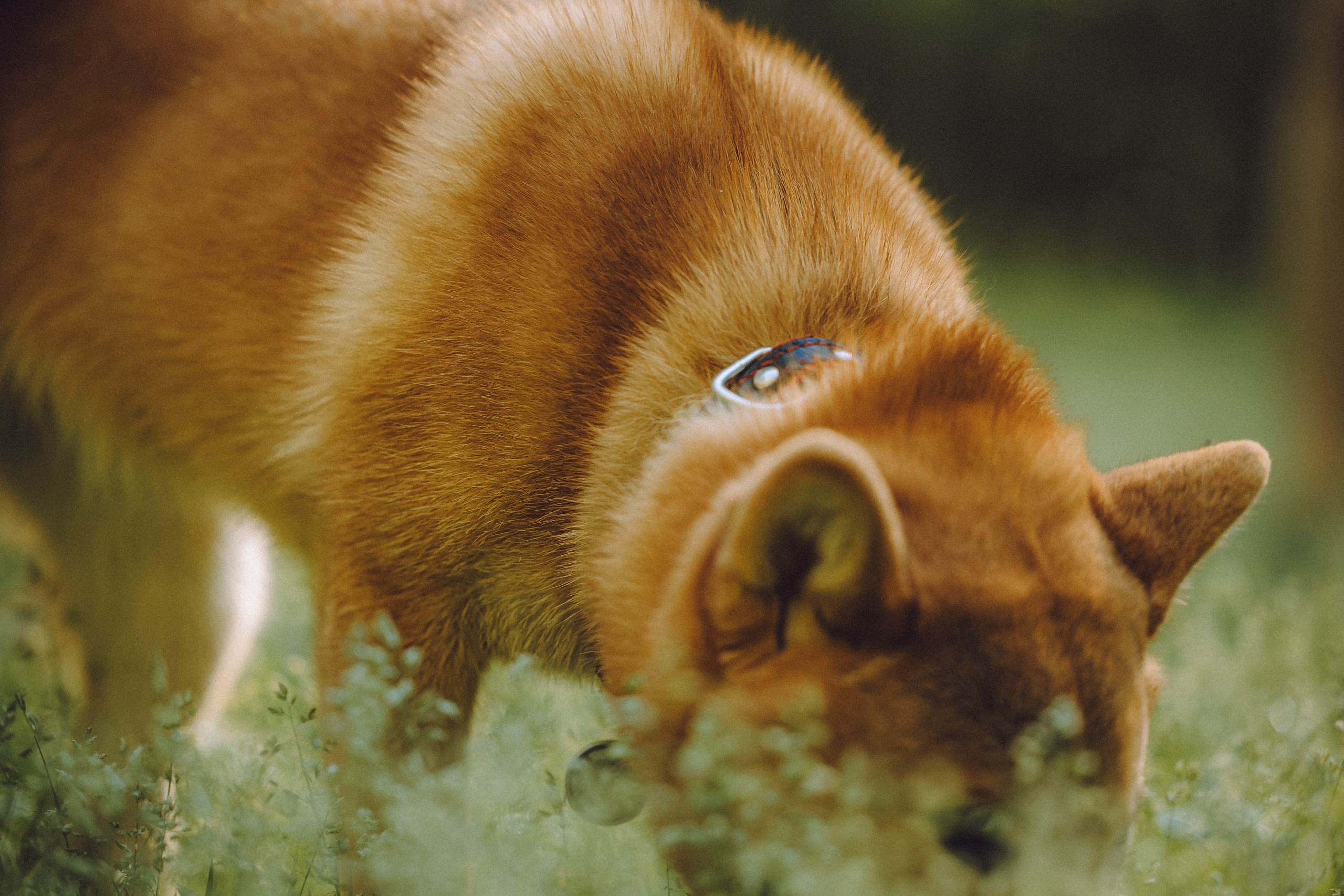 Шед, Цири, Чиби, Цера и их семья