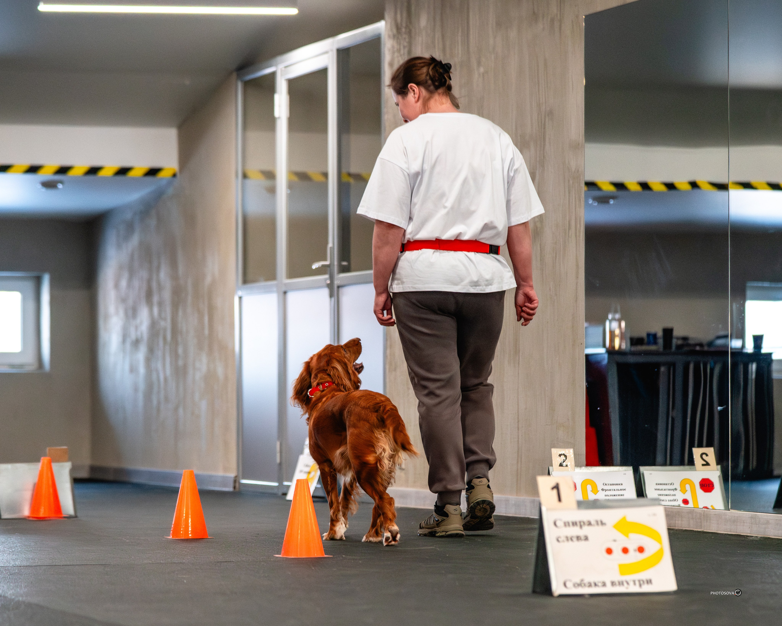 ТЫ И Я (соревнования по ралли-обидиенс). Фотограф-анималист, семейный фотограф в Москве и Подмосковье. Фотосъёмка кинологических дисциплин