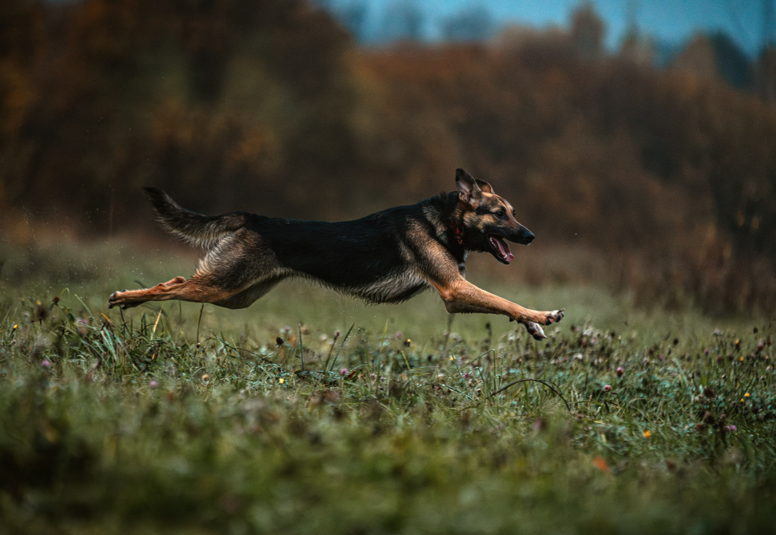 Фотограф-анималист, семейный фотограф в Москве и Подмосковье. Фотосъёмка кинологических дисциплин