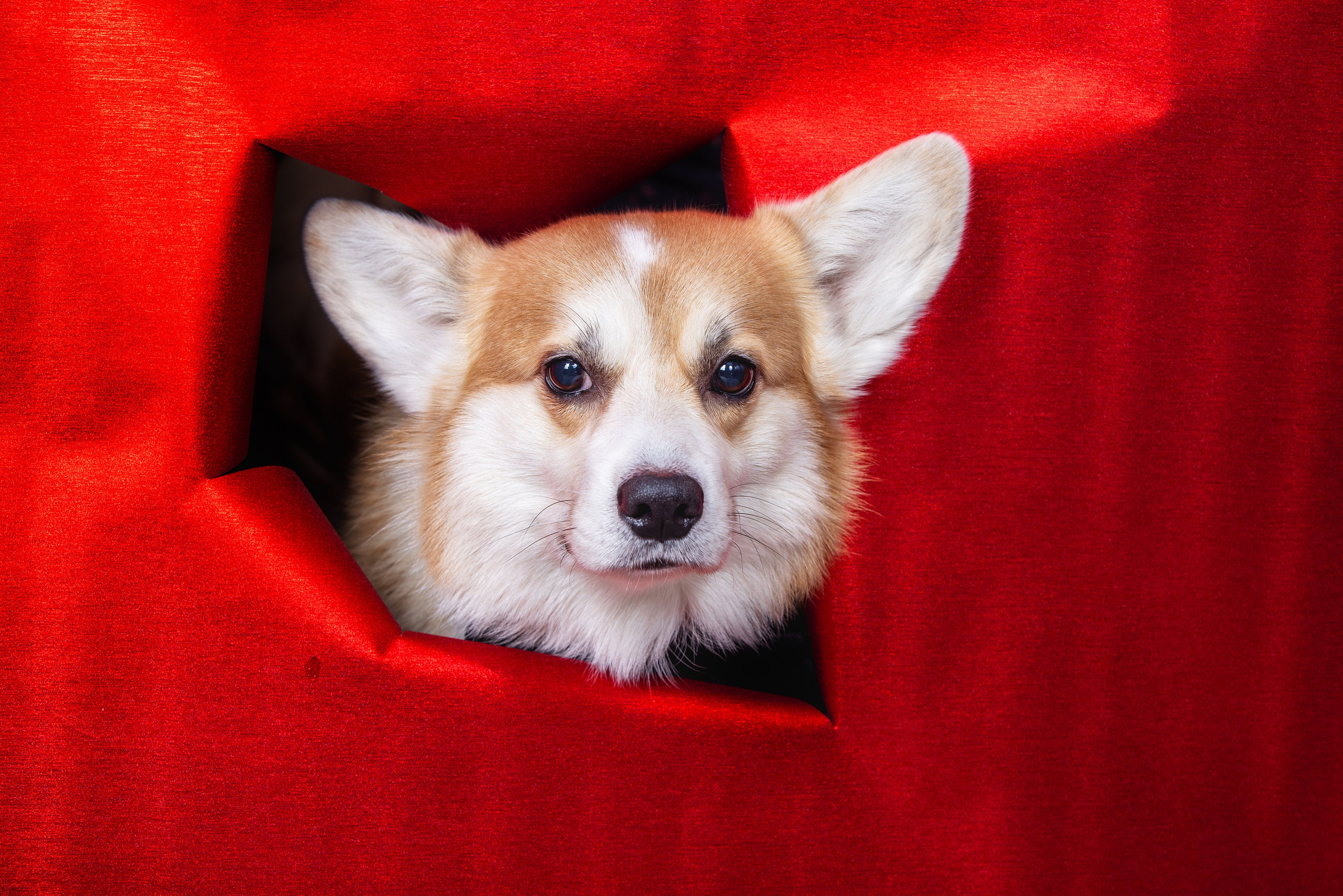 Собаки и не только. Фотограф Алена Звездина