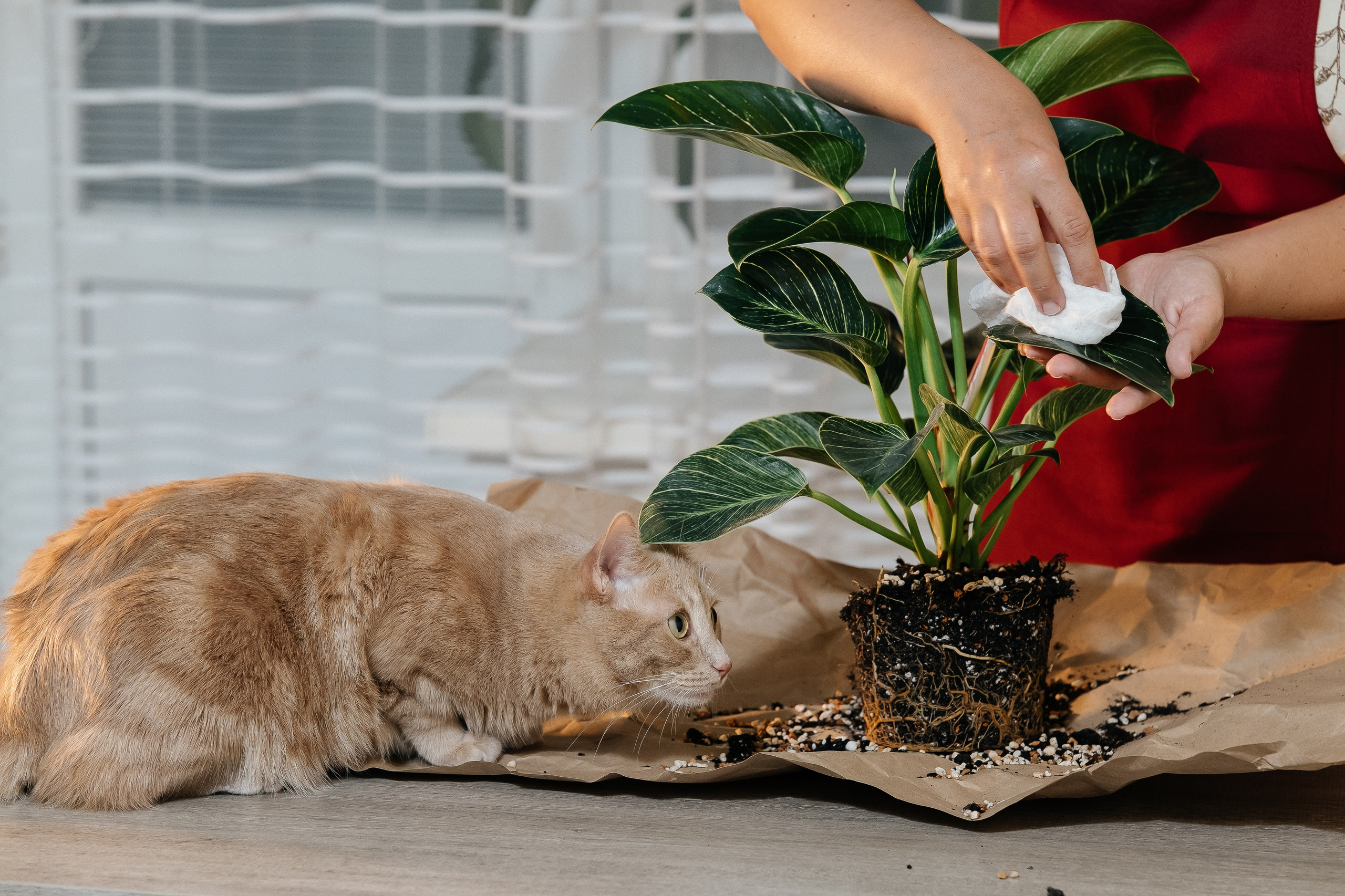 Домашняя фотосессия. Портретный фотограф в Чите Анна Камратова. Помогу Вам создать историю, в которой Вы — главный герой!