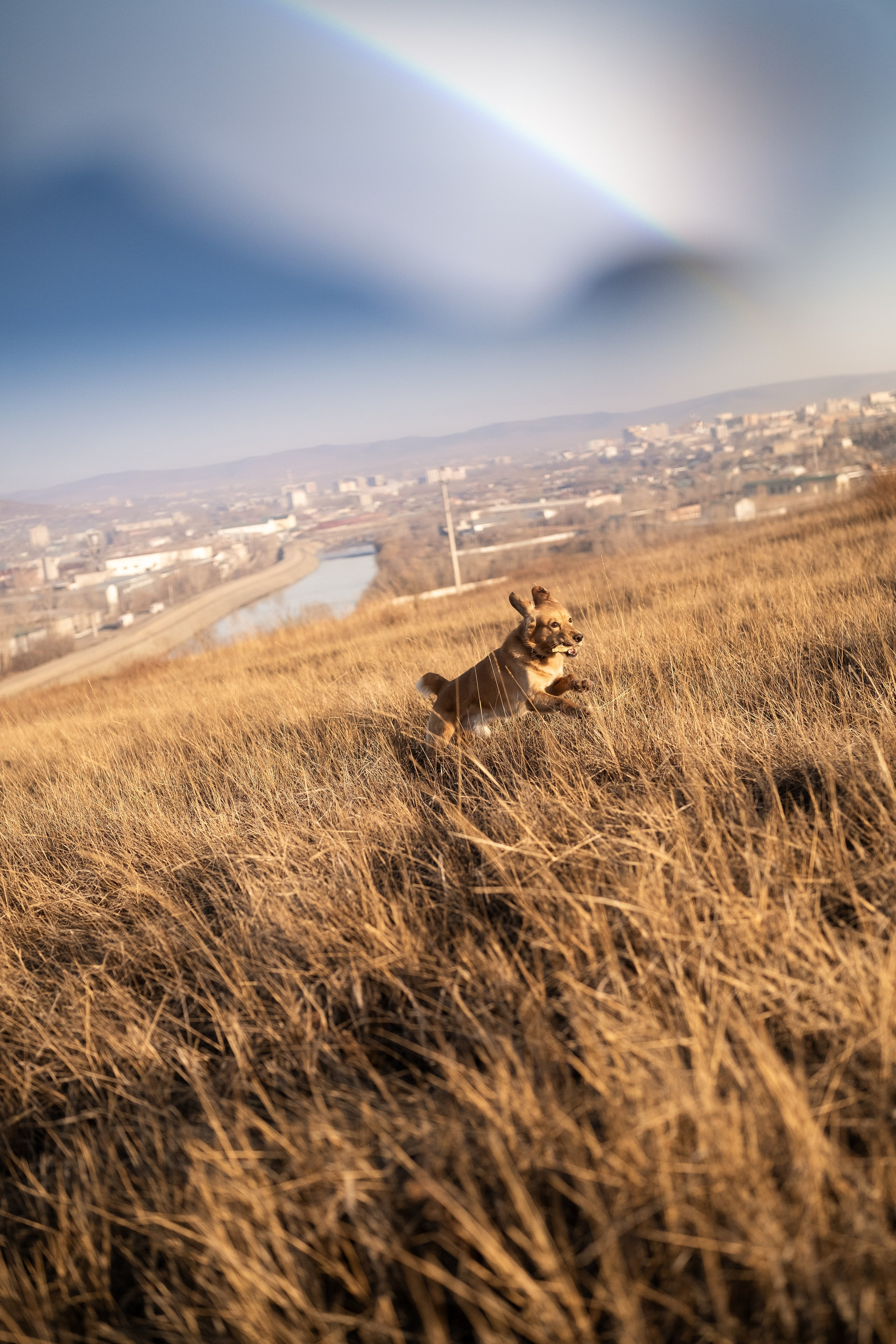 Фотосессия с собакой. Портретный фотограф в Чите Анна Камратова. Помогу Вам создать историю, в которой Вы — главный герой!