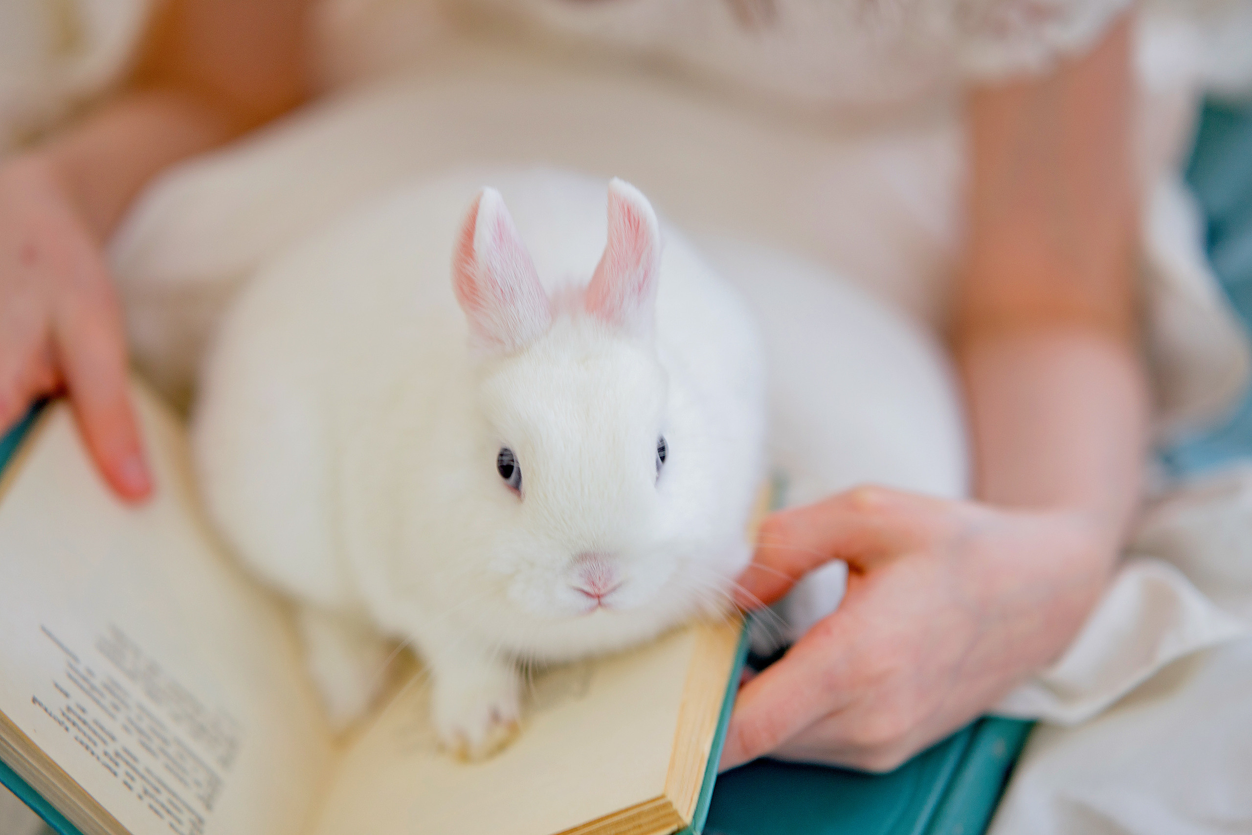 Арина. Весна. Фотограф в Египте, Хургаде, Луксоре, Сафаге. Фотограф по всему миру