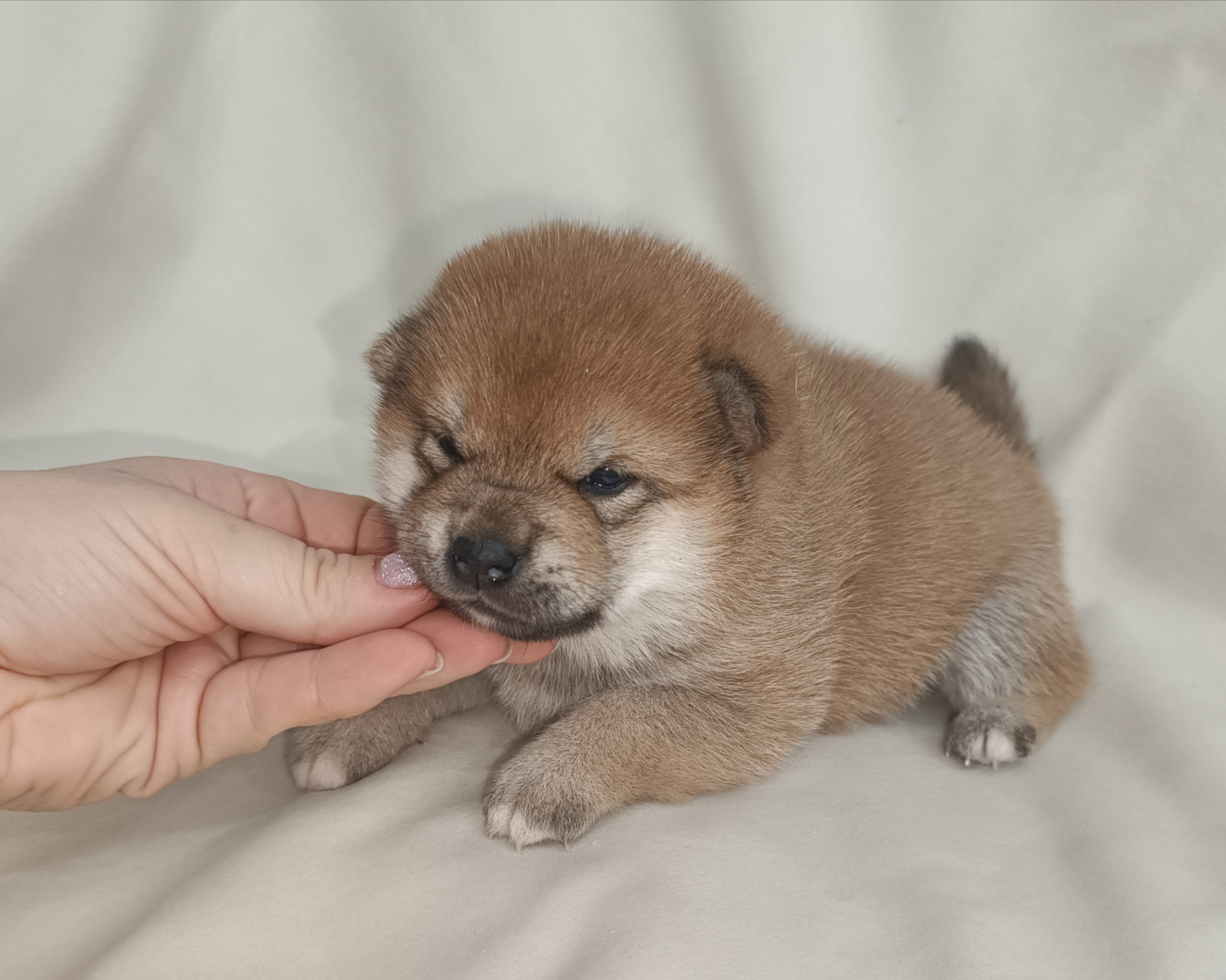 сиба питомник Рубилайт щенки на продажу rubylight  сиба щенки купить СПб Санкт-Петербург 