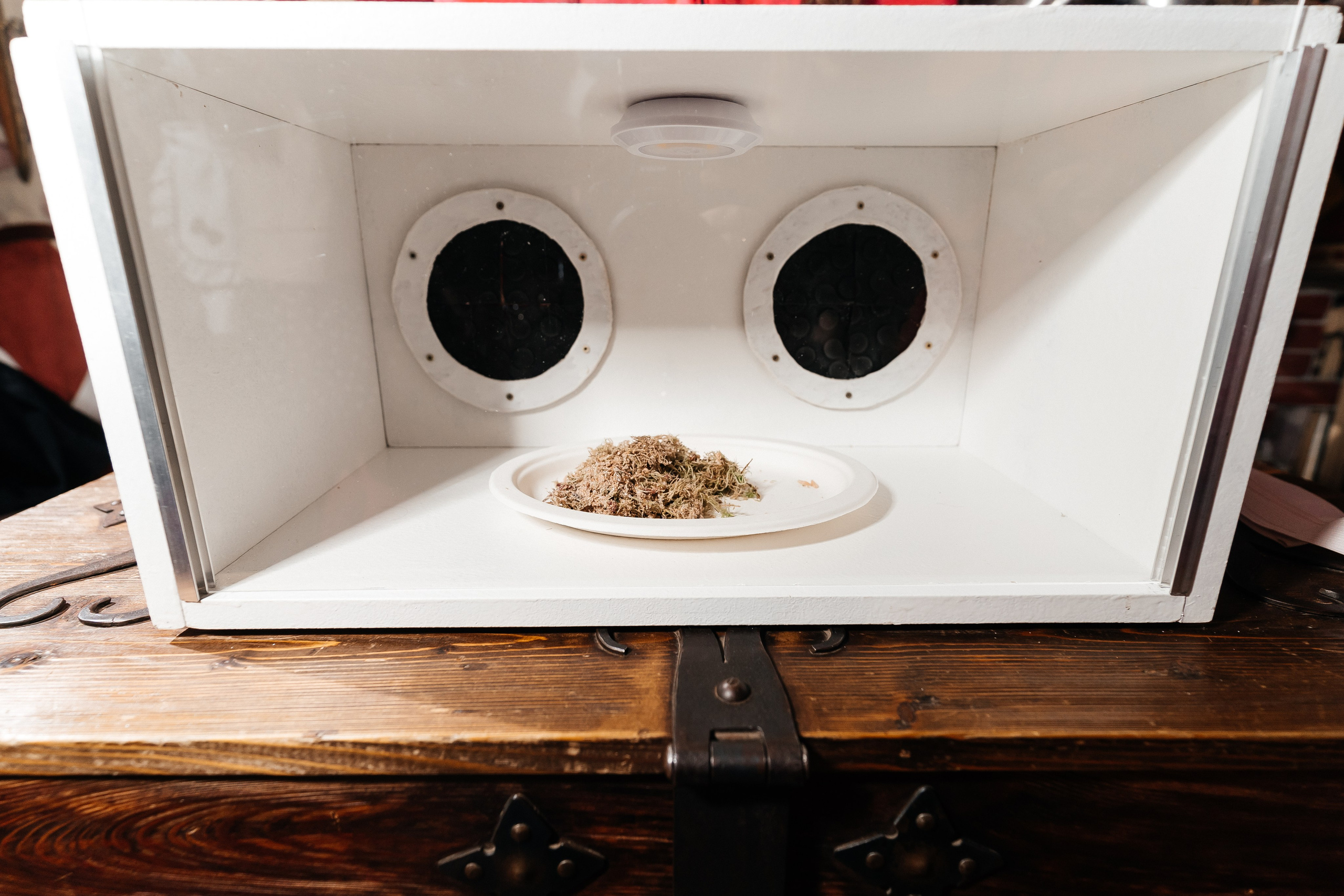 Корпоратив Helloween. Фотограф Новополоцк, Полоцк, Минск, РБ, Зимаков Егор