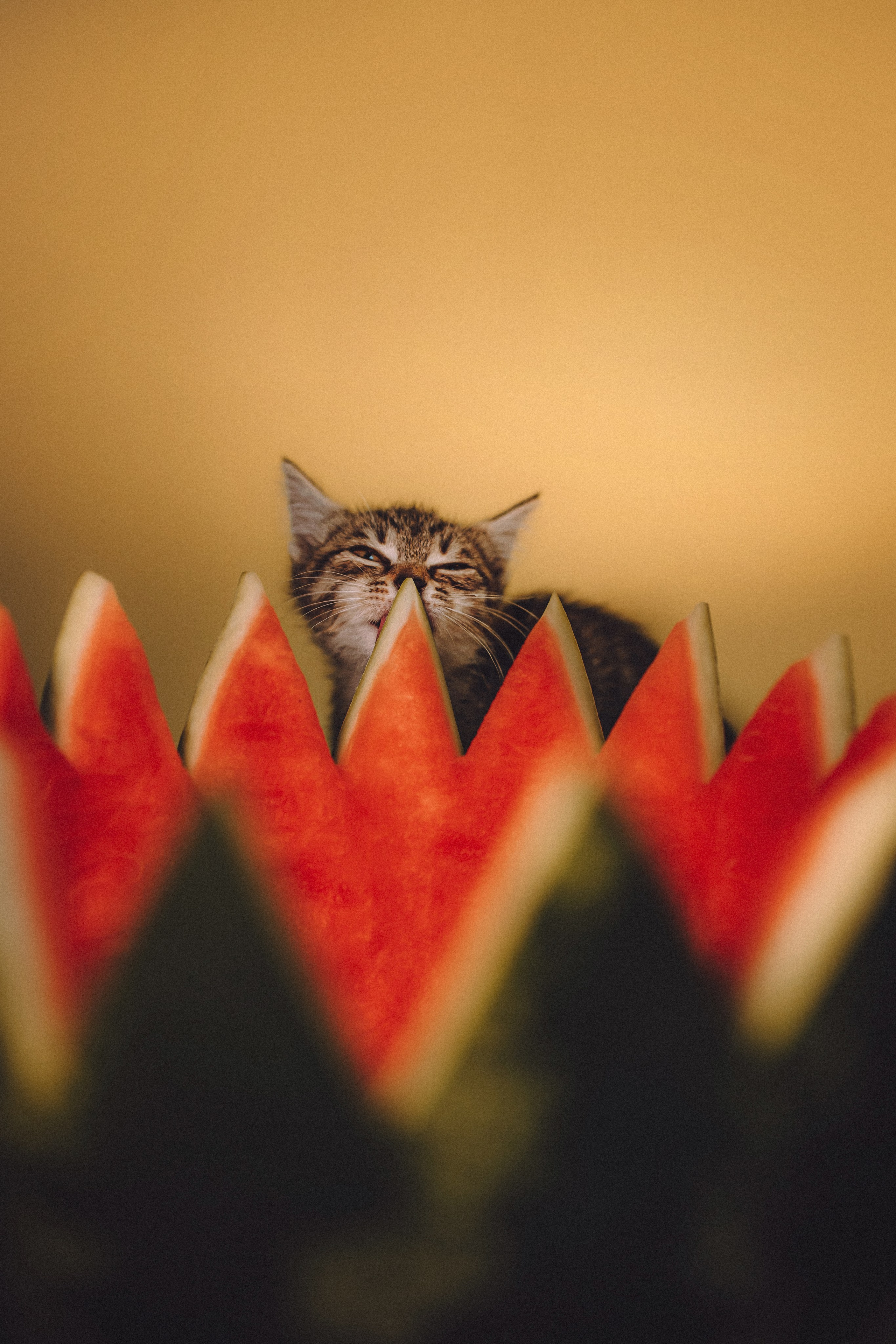 Сирена и арбуз