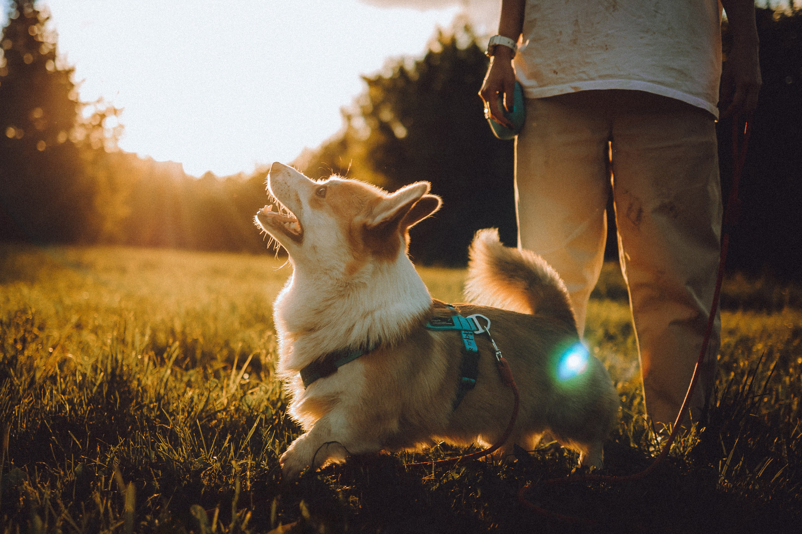 Вирджик и его семья