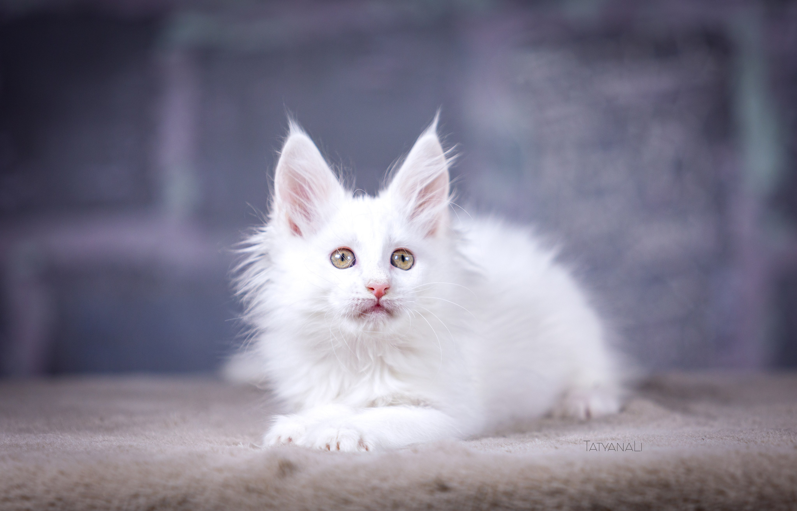 Котята. Фотограф — анималист Татьяна Ли