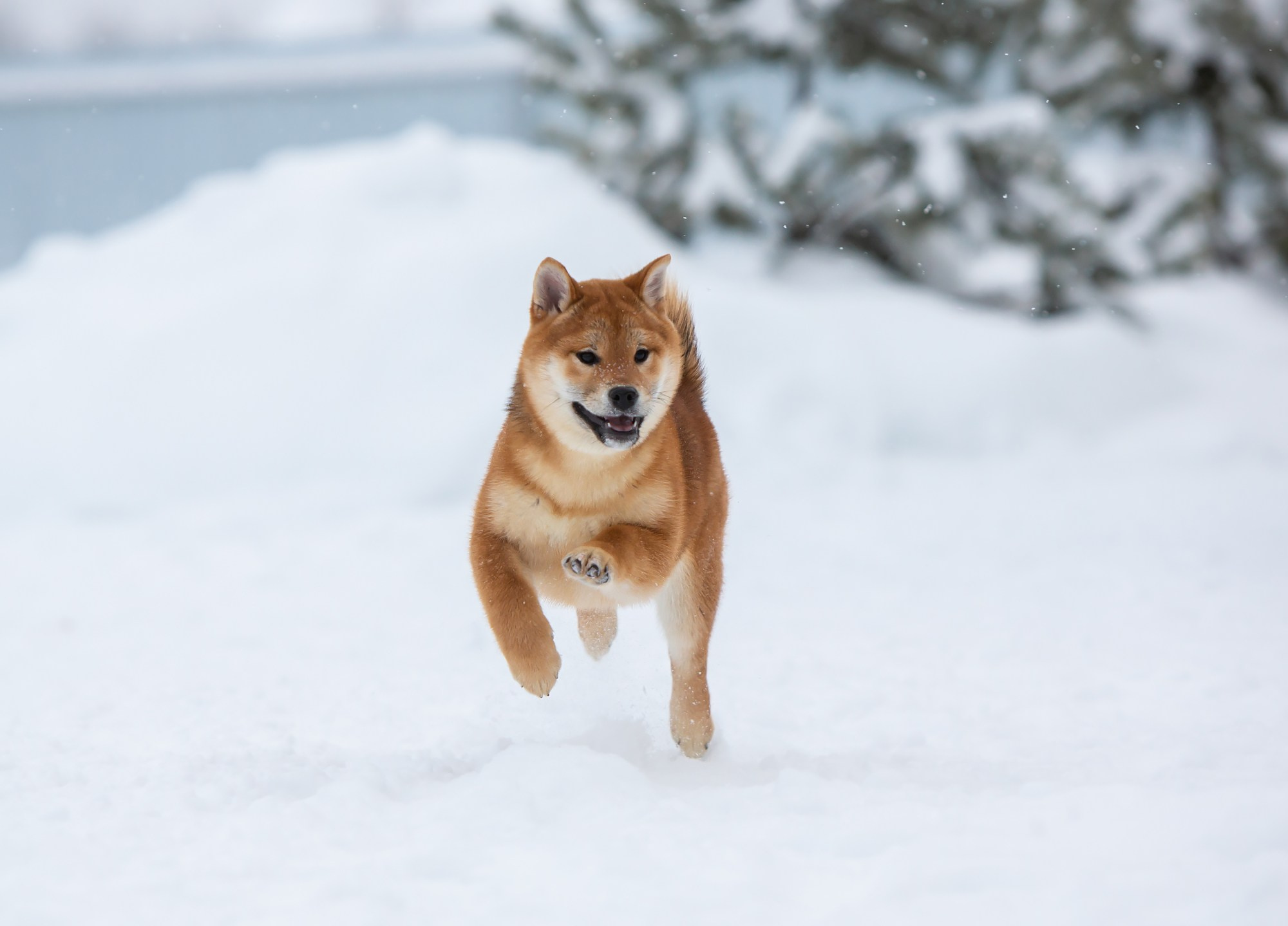 СИБА. SHIOMARU Питомник сиба и акита-ину