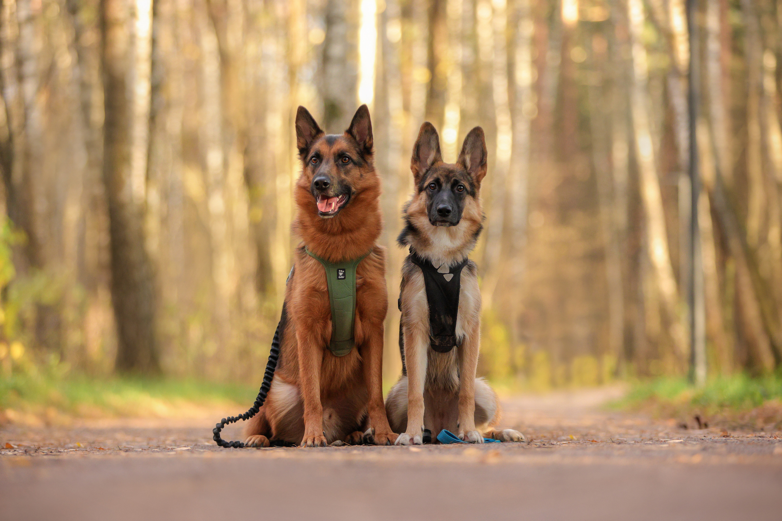 Портретные фотографии. Семейный фотограф-анималист Ирина Андреева
