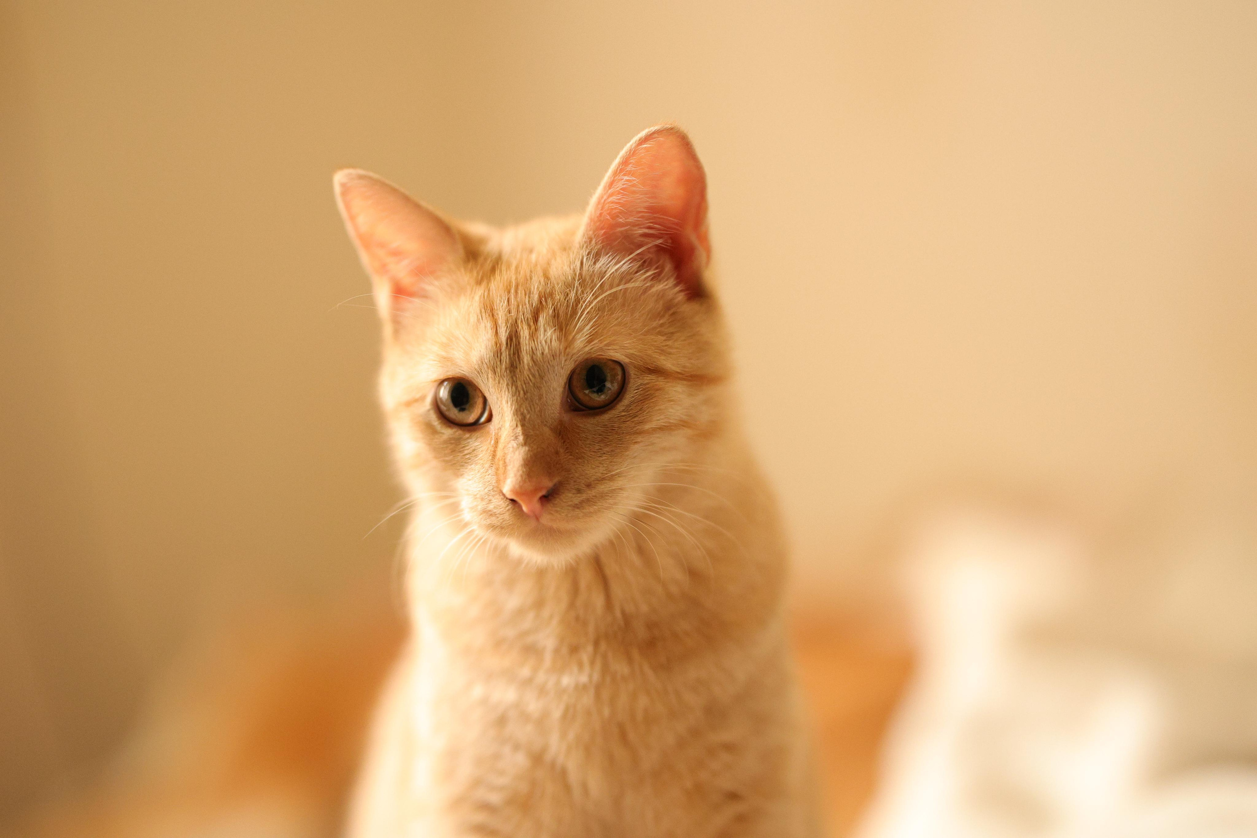 Портретные фотографии. Семейный фотограф-анималист Ирина Андреева