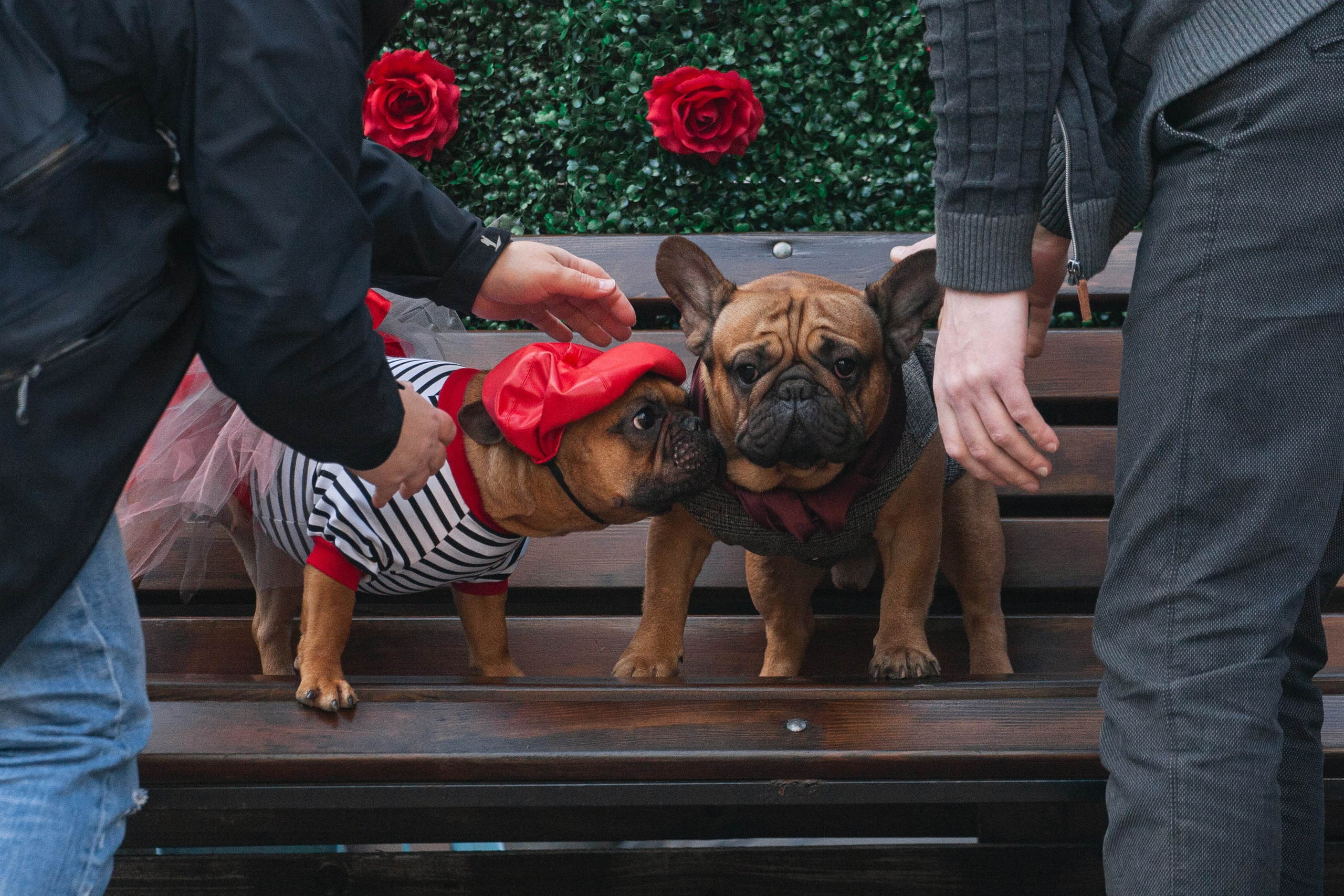 Бульбалл 23.04.2023. Фотограф-анималист Татьяна Степанова