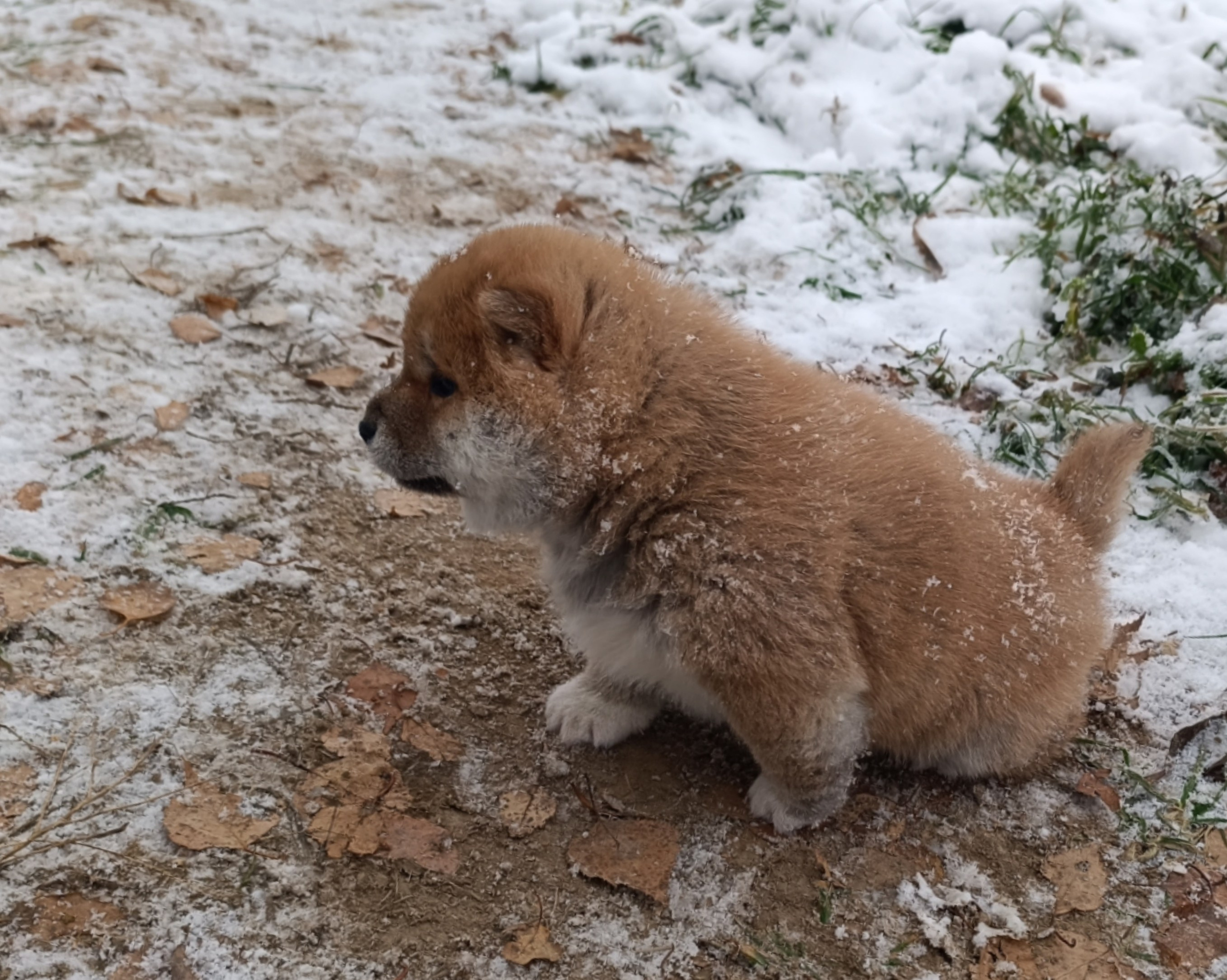 сиба питомник Рубилайт щенки на продажу rubylight  сиба щенки купить СПб Санкт-Петербург 